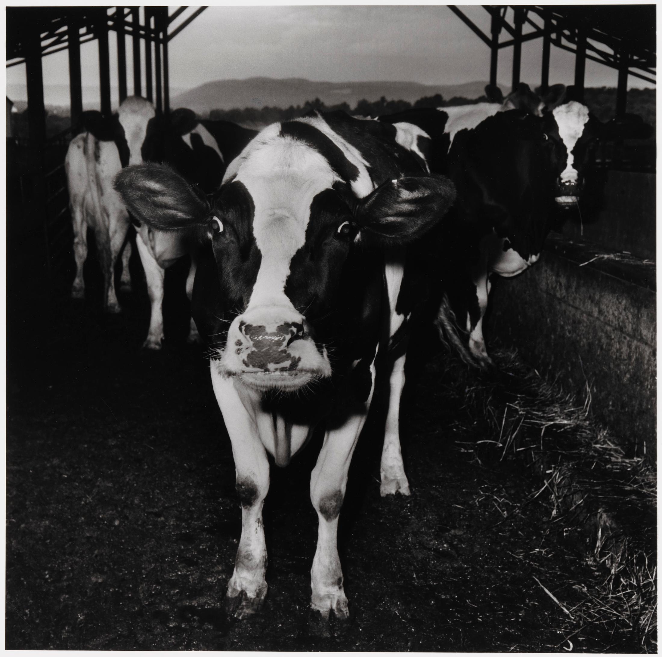 Exhibition View Peter Hujar & Paul Thek Joint Exhibition (view on Peter Hujar, Electric Cow, 1978) at Mai 36 Galerie, Zurich, 2020 / © The Estate of Peter Hujar / Courtesy: Mai 36 Galerie, Zurich