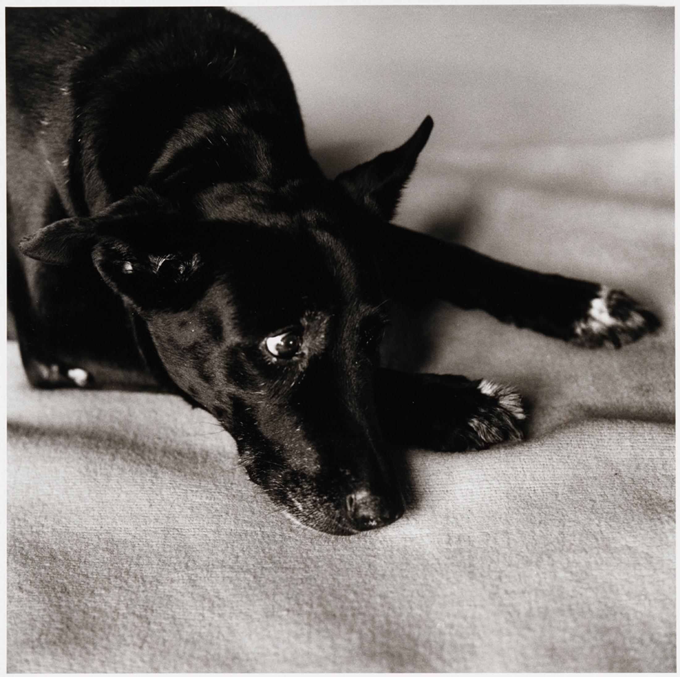 Exhibition View Peter Hujar & Paul Thek Joint Exhibition (view on Peter Hujar, Clarissa Dalrymple's Dog, Kirsten, 1984) at Mai 36 Galerie, Zurich, 2020 / © The Estate of Peter Hujar / Courtesy: Mai 36 Galerie, Zurich