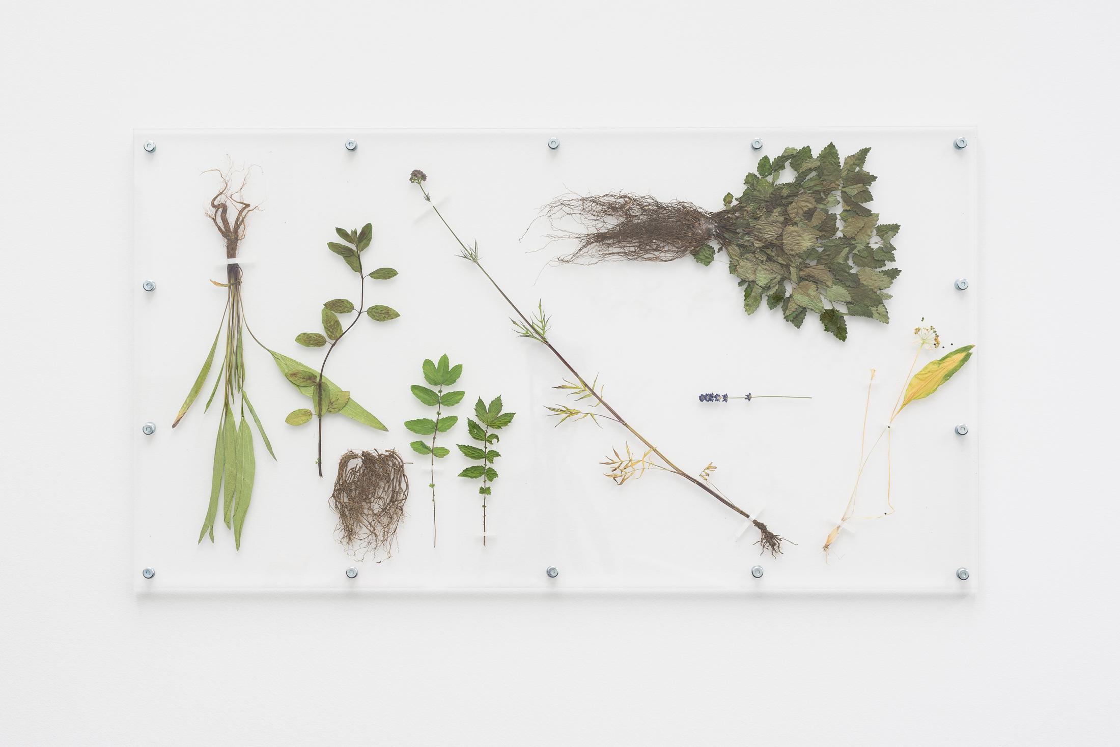 Exhibition View Rachal Bradley Soloshow «Erotics of Infrastructure iii; view on Rachal Bradley, Personal Space, 2020, Acrylic, plants (based on individual adrenal stress profile and consultation with, medical herbalist), metal components, 110.1 x 2.6 x 60.3 cm» at Galerie Gregor Staiger, Zurich, 2020 / Courtesy: the artist and Galerie Gregor Staiger