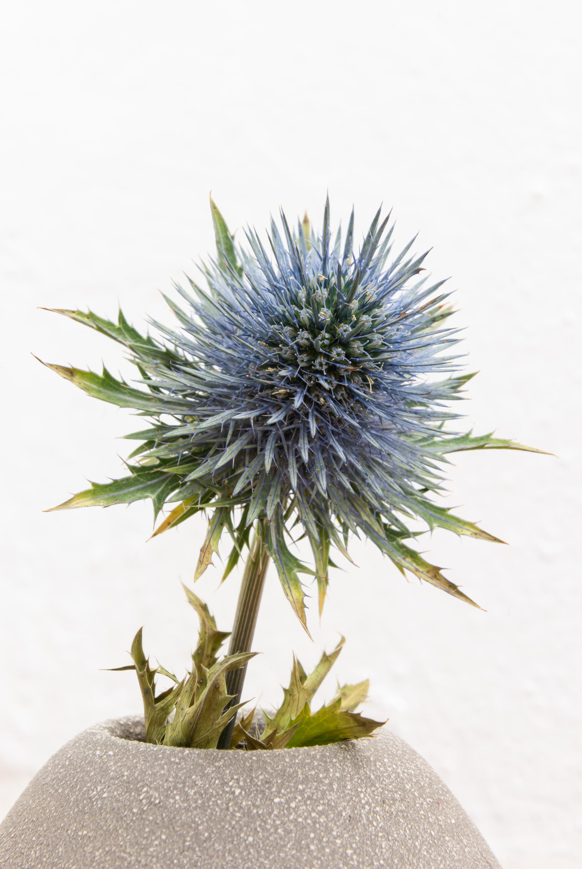 Exhibition View Group Show «SBANDARE; view on Adrien Chevalley, Canards, 2021, Stoneware and flowers» at Sonnenstube, Lugano, 2023 / Photo: Mattia Angelini / Courtesy: the artist and Sonnenstube