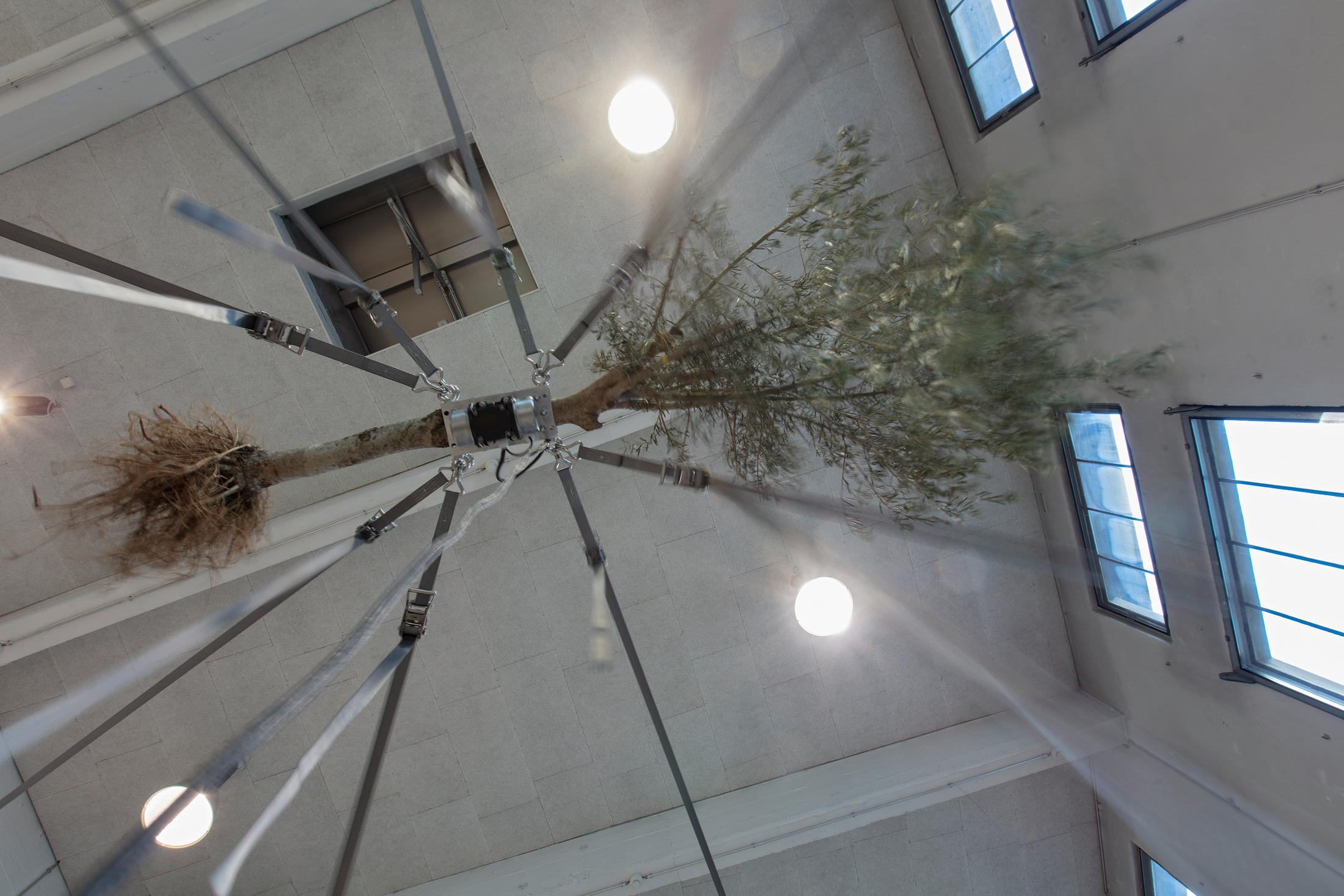 Exhibition View Siobhán Hapaska Soloshow (view on Olive trees (Detail), 2020) at Lokremise, St. Gallen, 2020, presented by Kunstmuseum St. Gallen / Photo: Stefan Rohner / Courtesy: the artist and Kunstmuseum St. Gallen