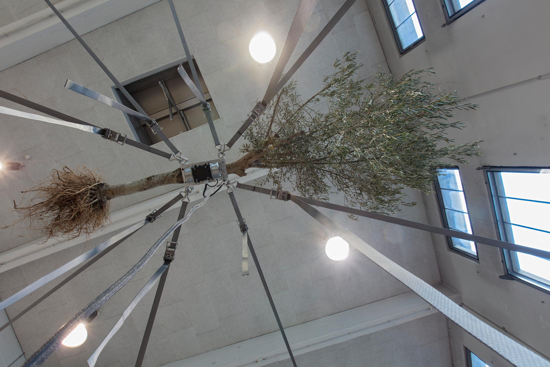 Exhibition View Siobhán Hapaska Soloshow (view on Olive trees (Detail), 2020) at Lokremise, St. Gallen, 2020, presented by Kunstmuseum St. Gallen / Photo: Stefan Rohner / Courtesy: the artist and Kunstmuseum St. Gallen