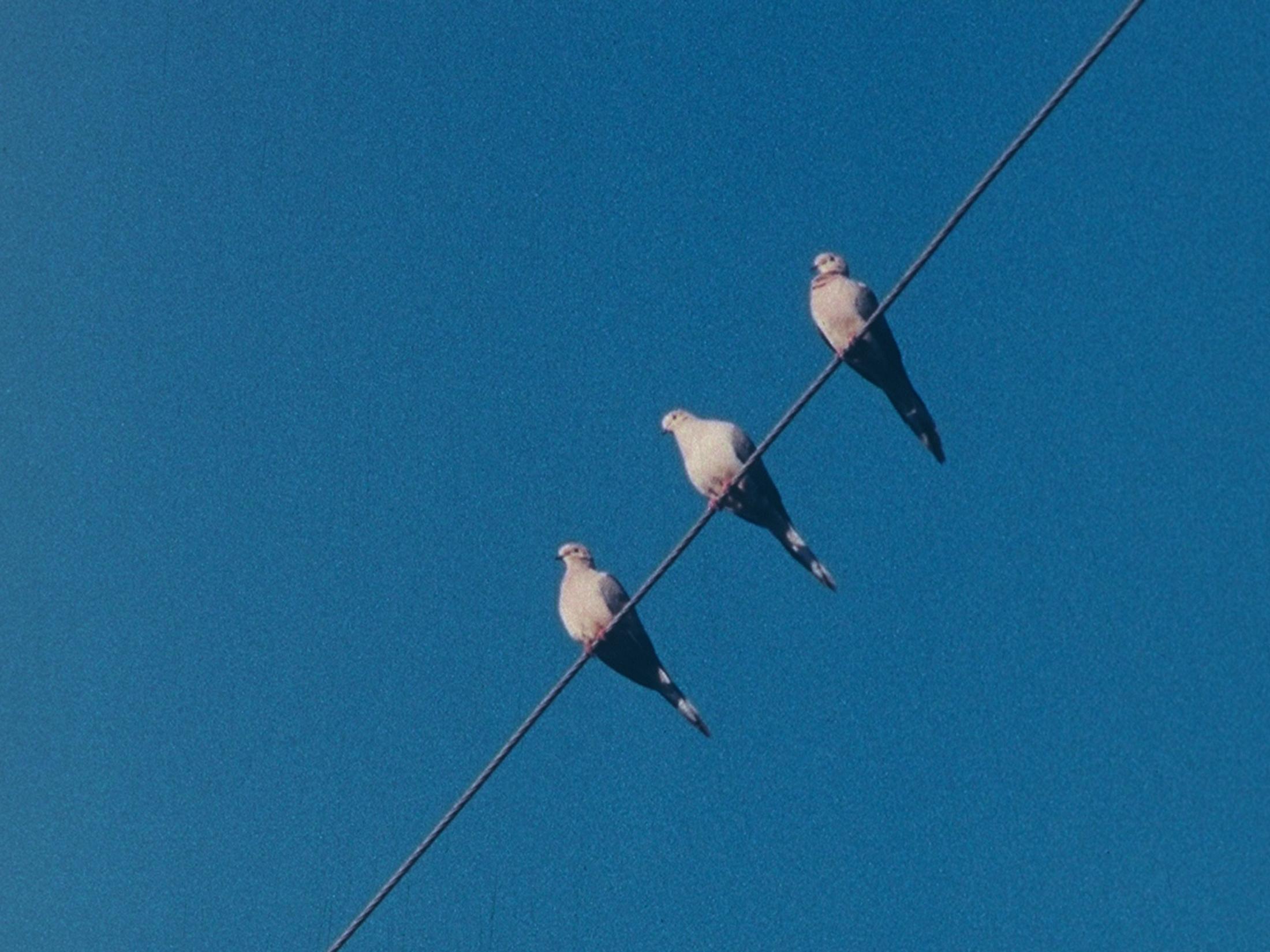 Exhibition View Tacita Dean Solo Show «Antigone; view on Tacita Dean, Ear on a Worm 3 (Filmstill), 2017» at Kunstmuseum Basel, 2021-2022 / Courtesy: the artist, Frith Street Gallery, London and Marian Goodman Gallery, New York/Paris