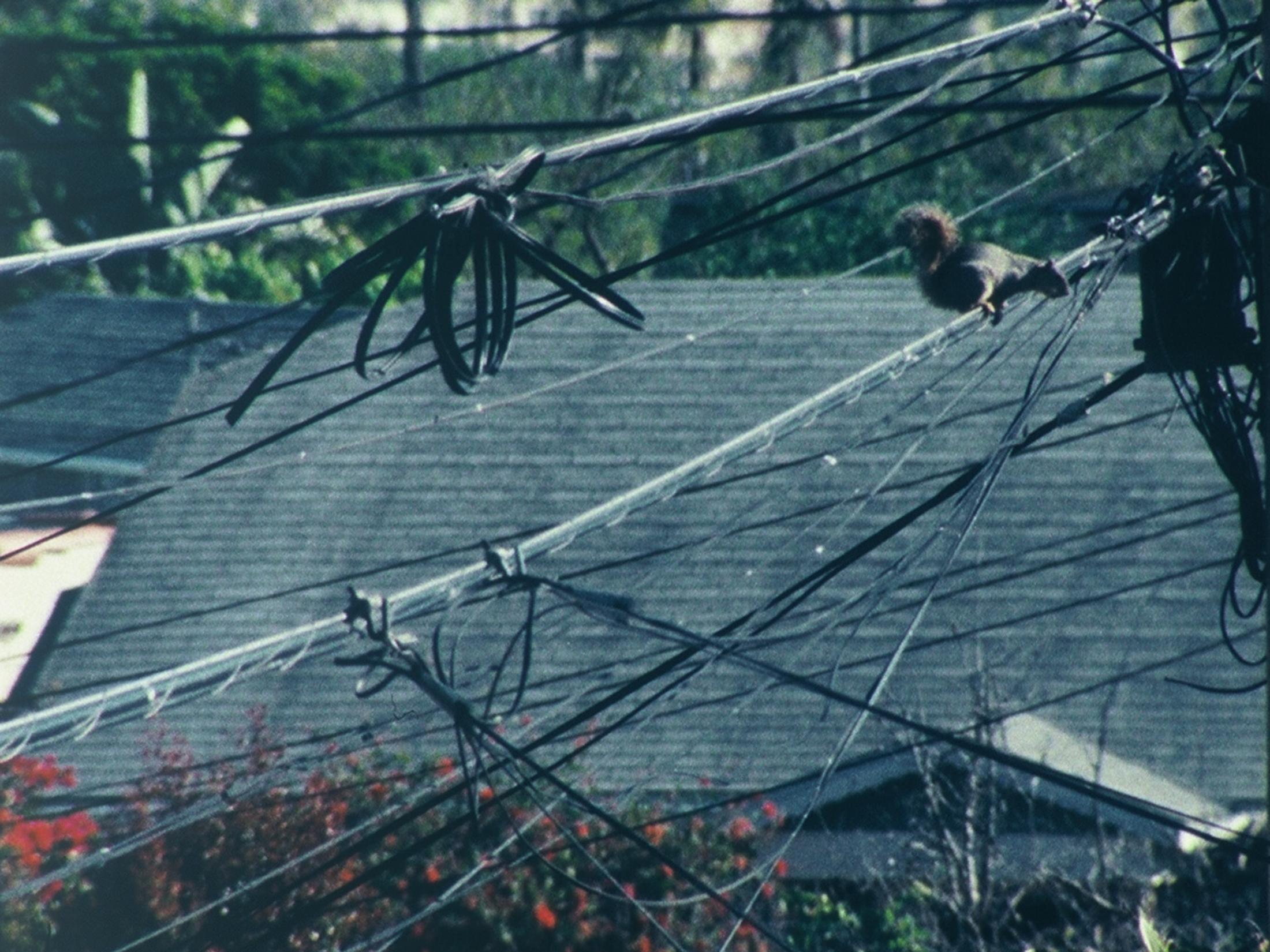 Exhibition View Tacita Dean Solo Show «Antigone; view on Tacita Dean, Squirrel on a Wire (Filmstill), 2018» at Kunstmuseum Basel, 2021-2022 / Courtesy: the artist, Frith Street Gallery, London and Marian Goodman Gallery, New York/Paris