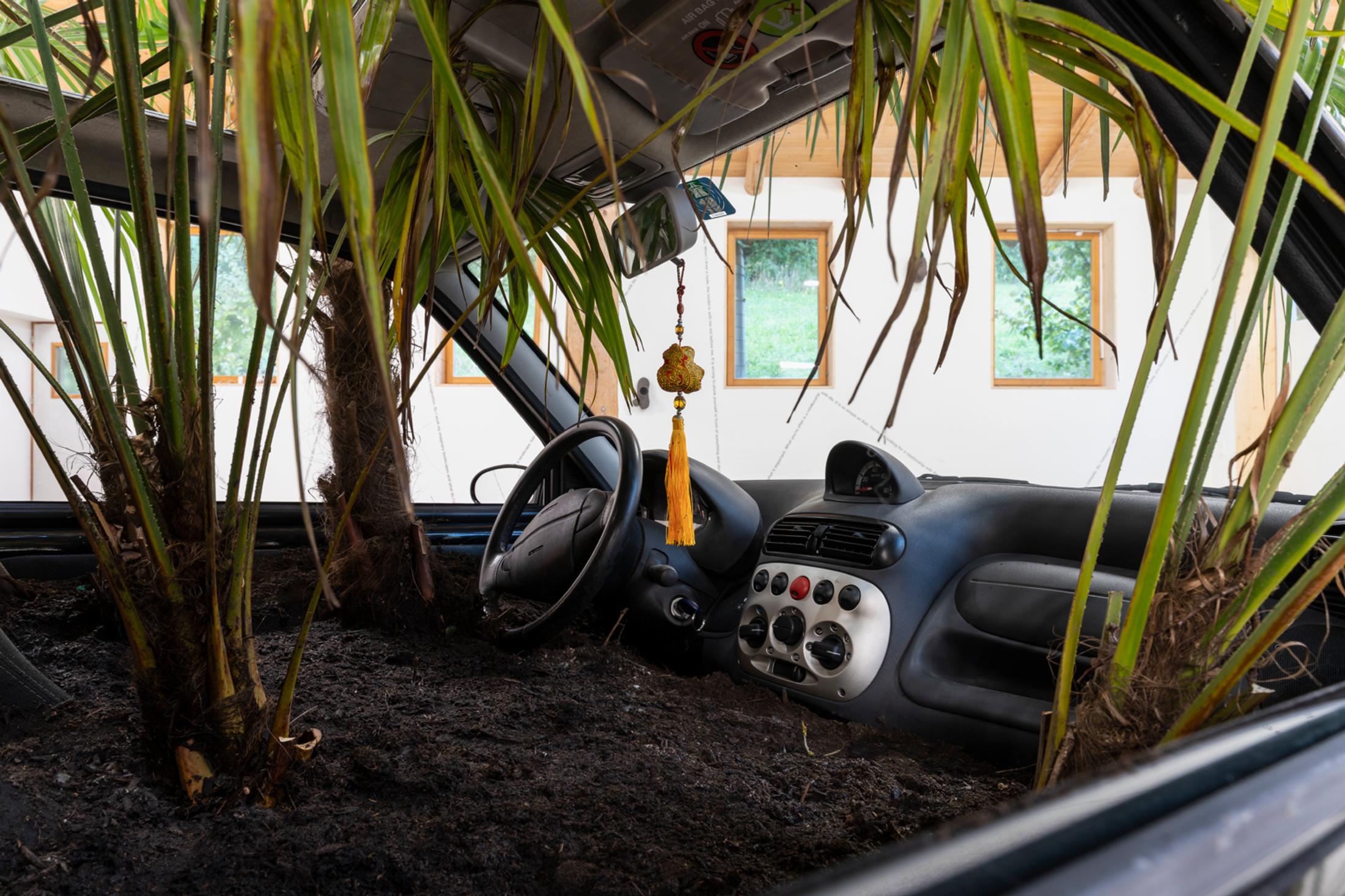 Exhibition View Group Show «This Morning, in the Sweet Torpor of the Great Forest, is Like Every Morning in the World; view on Violeta Burckhardt, Wir Schaffen Das, 2020, (detail), Fiat car, earth, Trachycarpus fortunei (palm trees from Ticino, Switzerland), Dimensions variable» at Country SALTS, Bennwil, 2020 / Photo: Gunnar Meier / Courtesy: the artist