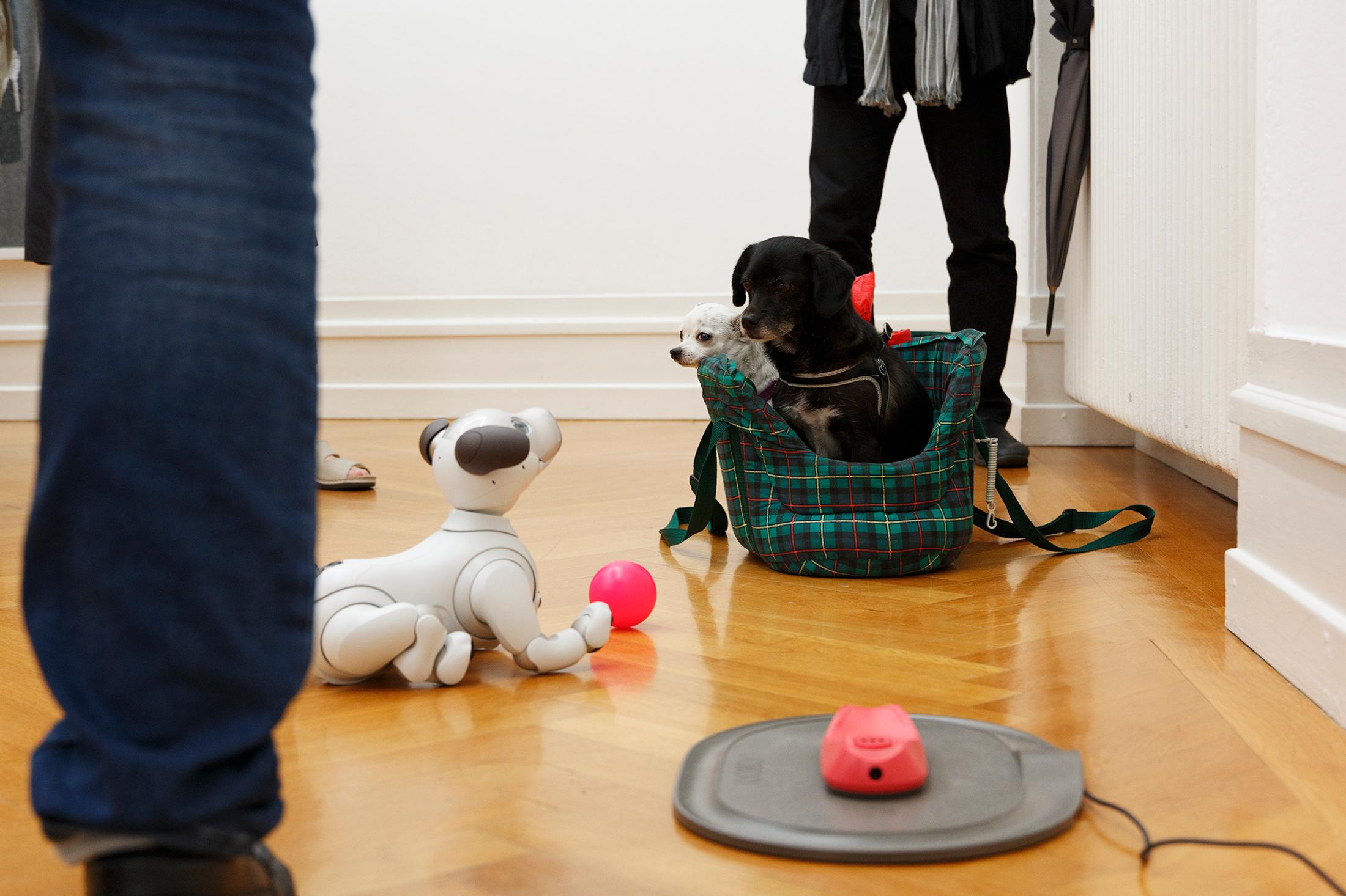 Exhibition View Tobias Kaspar «Independence / view on Aibo, 2018» at Kunsthalle Bern, 2018 / Photo: Gunnar Meier / Courtesy: the artist and Kunsthalle Bern
