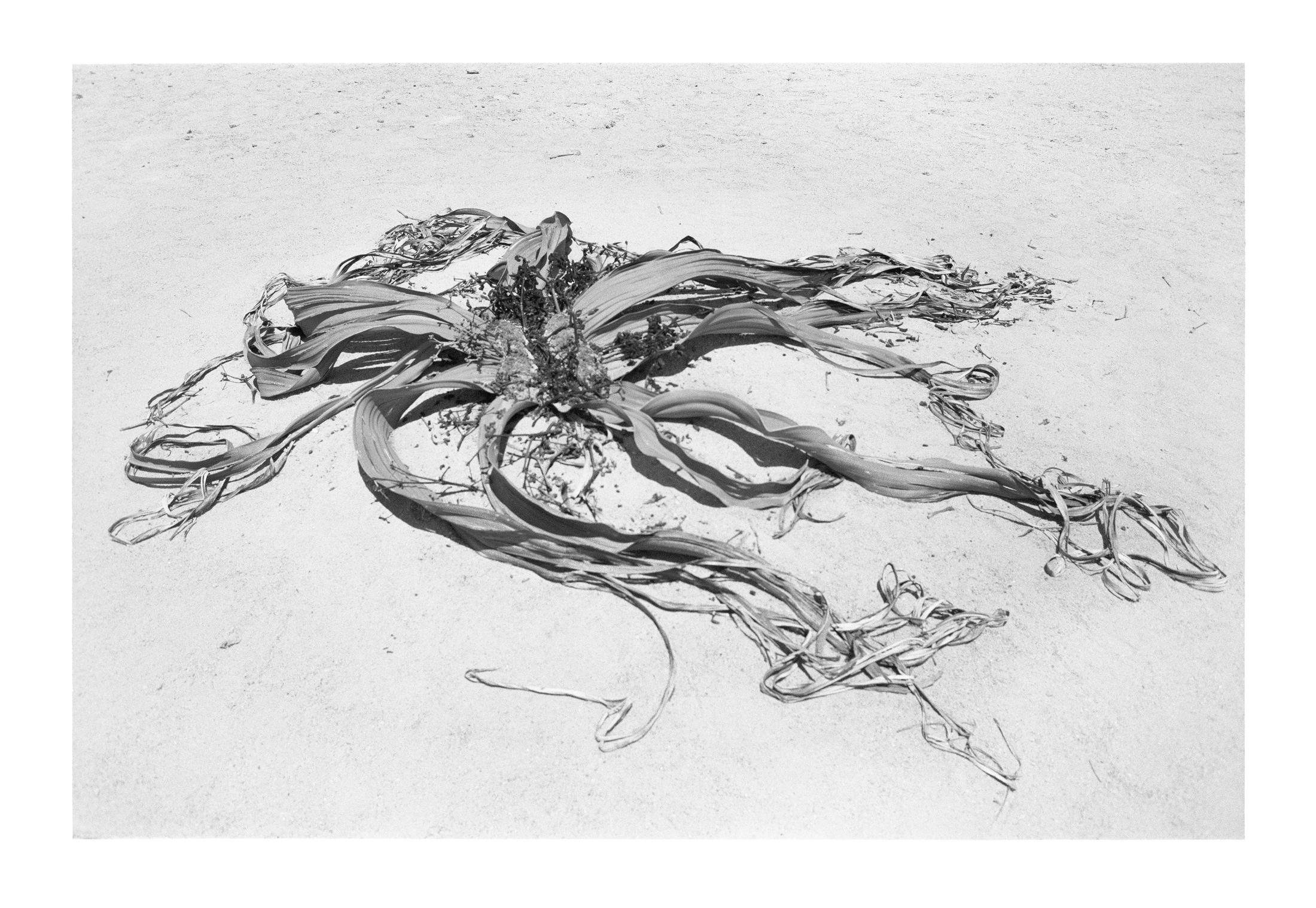 Exhibition View Una Szeemann "Welwitschia Mirabilis, 2018" at Kunsthalle