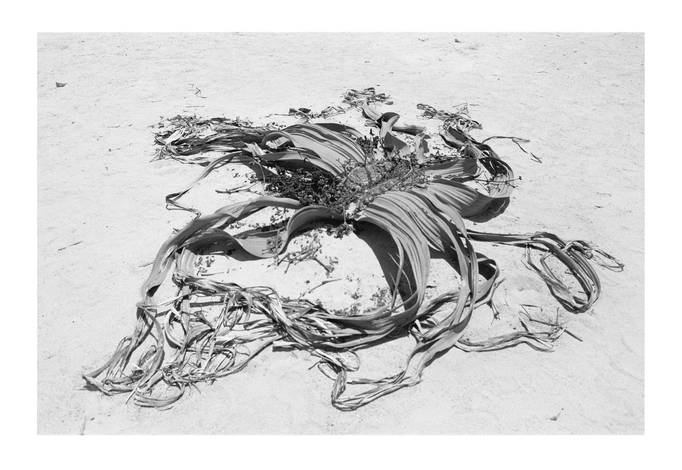 Exhibition View Una Szeemann "Welwitschia Mirabilis, 2018" at Kunsthalle