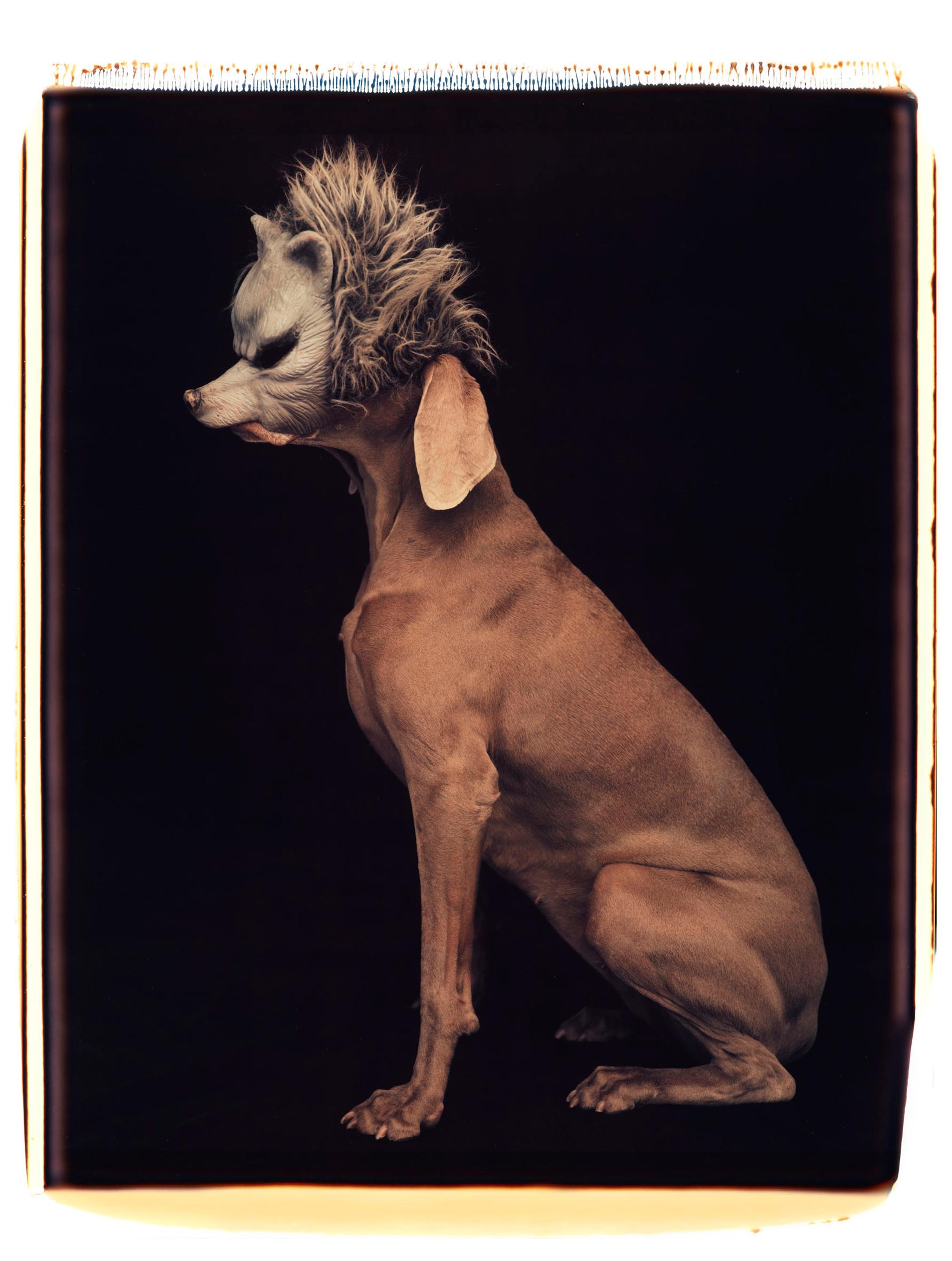Exhibition View William Wegman Soloshow «Being Human; view on Wolf, 1994» at MASI, Lugano, 2019 / © William Wegmann / Courtesy: the artist and MASI, Lugano