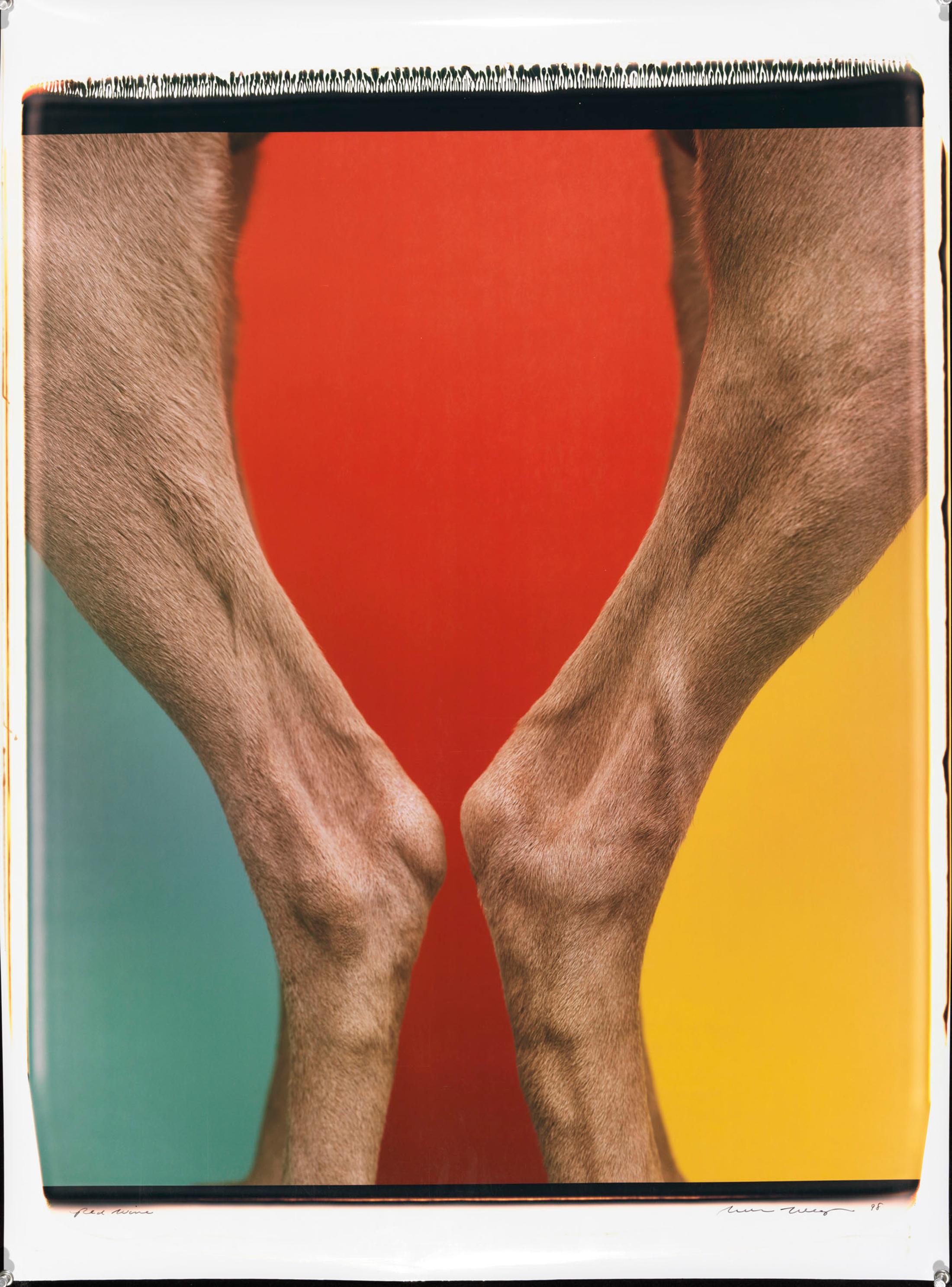 Exhibition View William Wegman Soloshow «Being Human; view on Red Wine, 1998» at MASI, Lugano, 2019 / © William Wegmann / Courtesy: the artist and MASI, Lugano