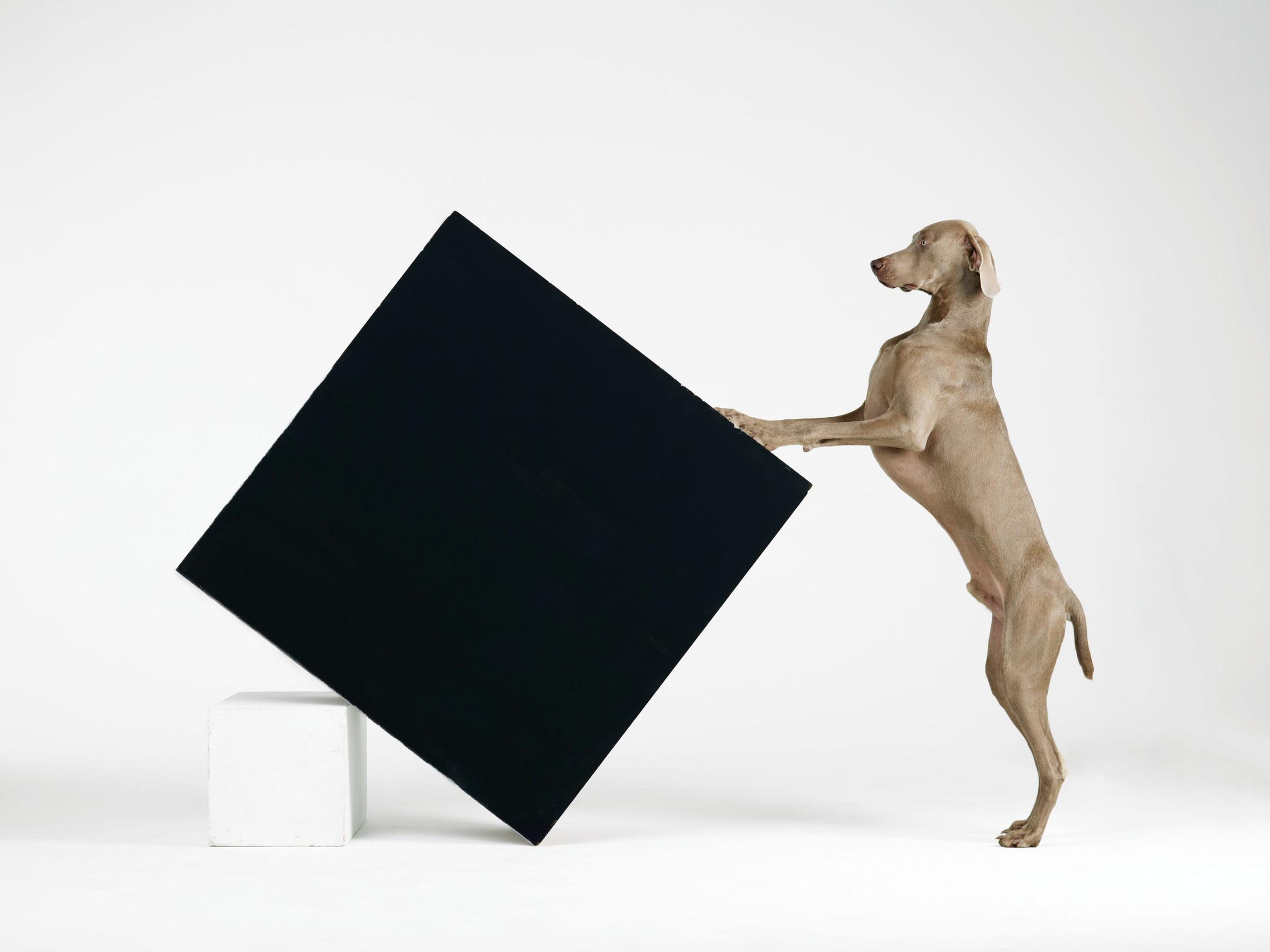 Exhibition View William Wegman Soloshow «Being Human; view on Constructivism, 2014» at MASI, Lugano, 2019 / © William Wegmann / Courtesy: the artist and MASI, Lugano