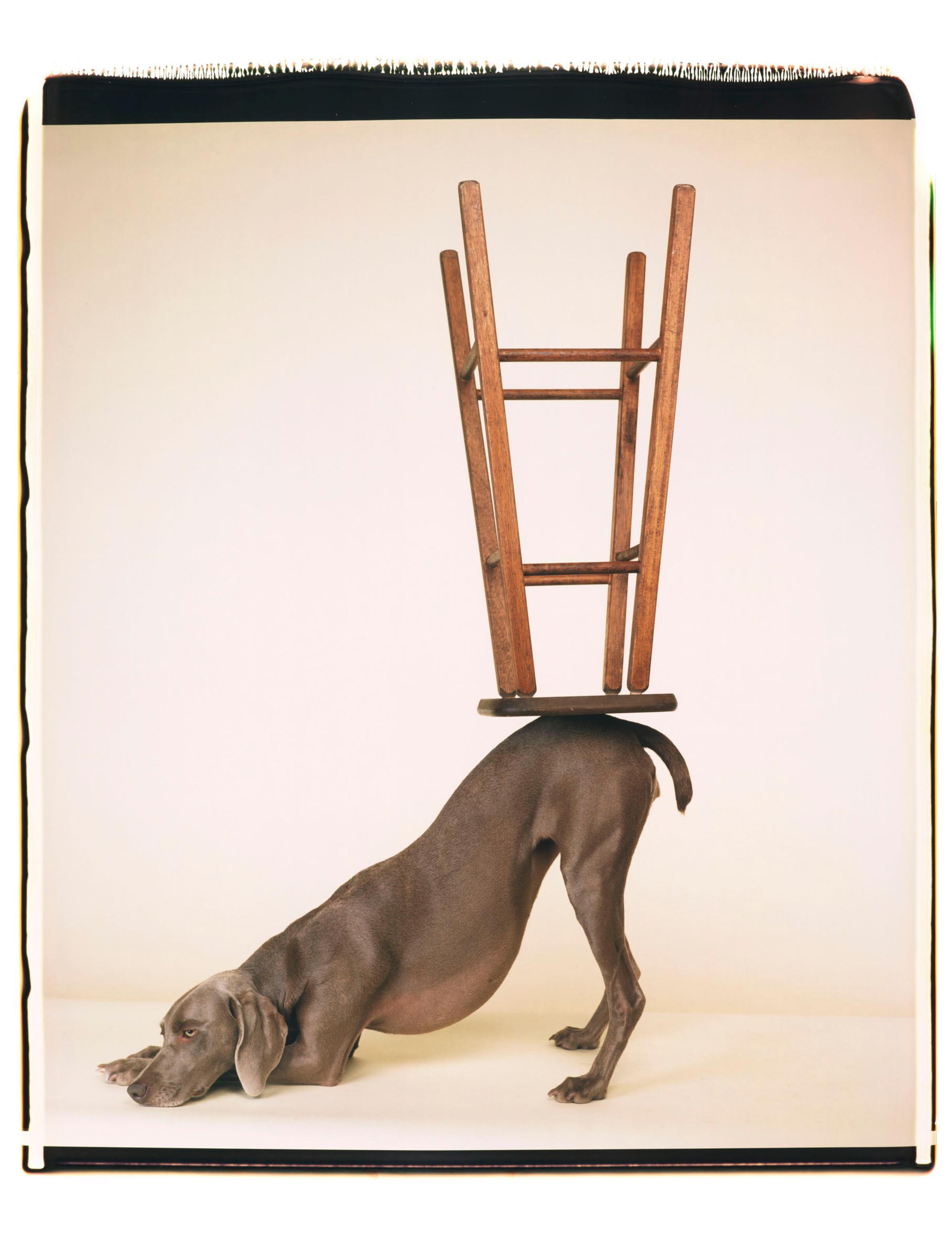 Exhibition View William Wegman Soloshow «Being Human; view on Upside Downward, 2006» at MASI, Lugano, 2019 / © William Wegmann / Courtesy: the artist and MASI, Lugano