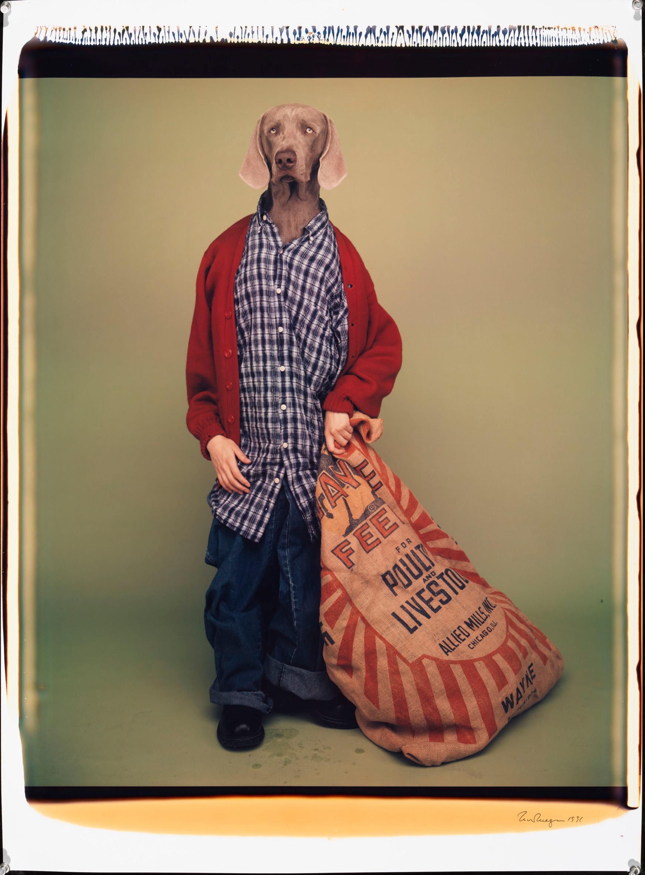 Exhibition View William Wegman Soloshow «Being Human; view on Farm Boy, 1996» at MASI, Lugano, 2019 / © William Wegmann / Courtesy: the artist and MASI, Lugano