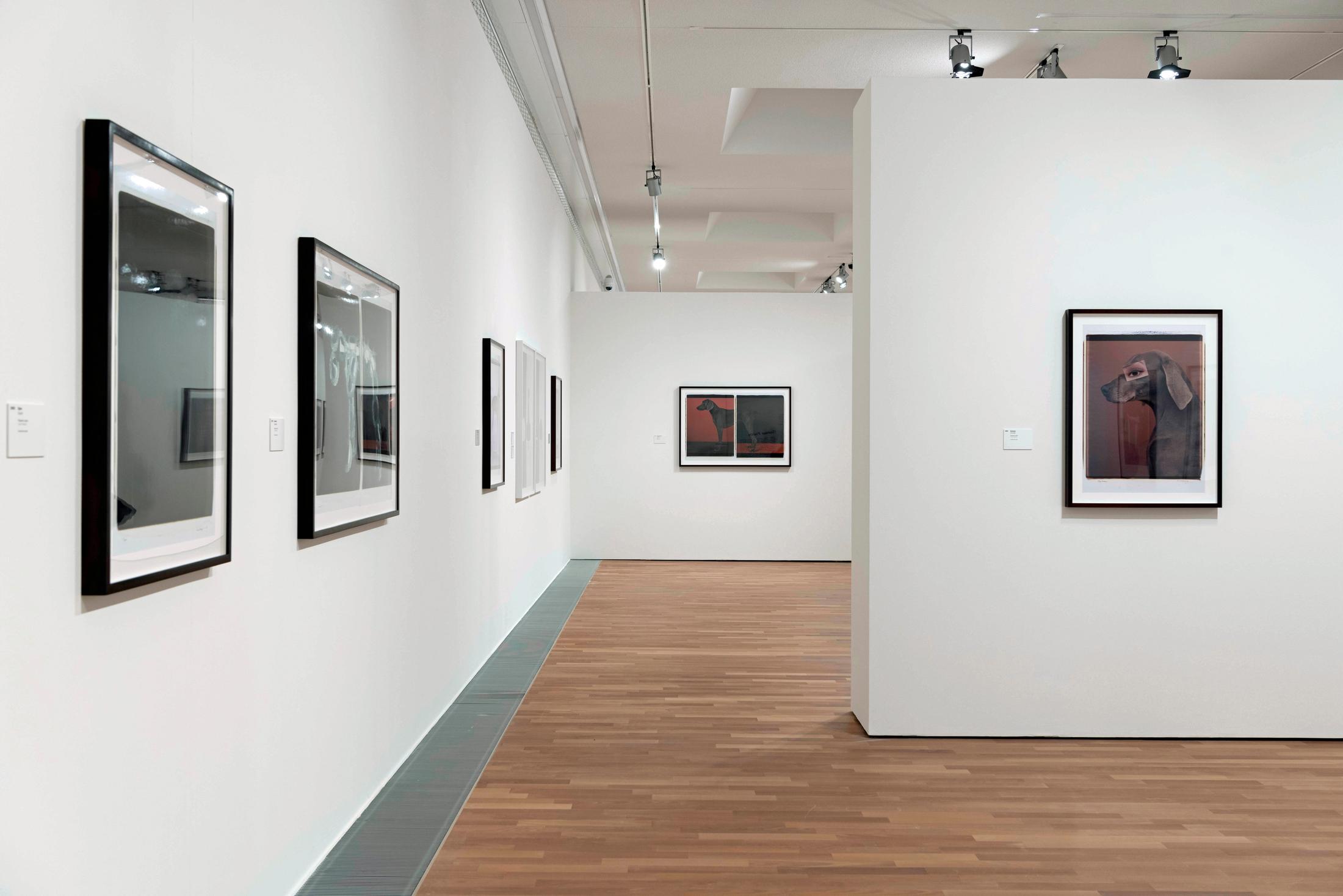 Exhibition View William Wegman Soloshow «Being Human» at MASI, Lugano, 2019 / Courtesy: the artist and MASI, Lugano