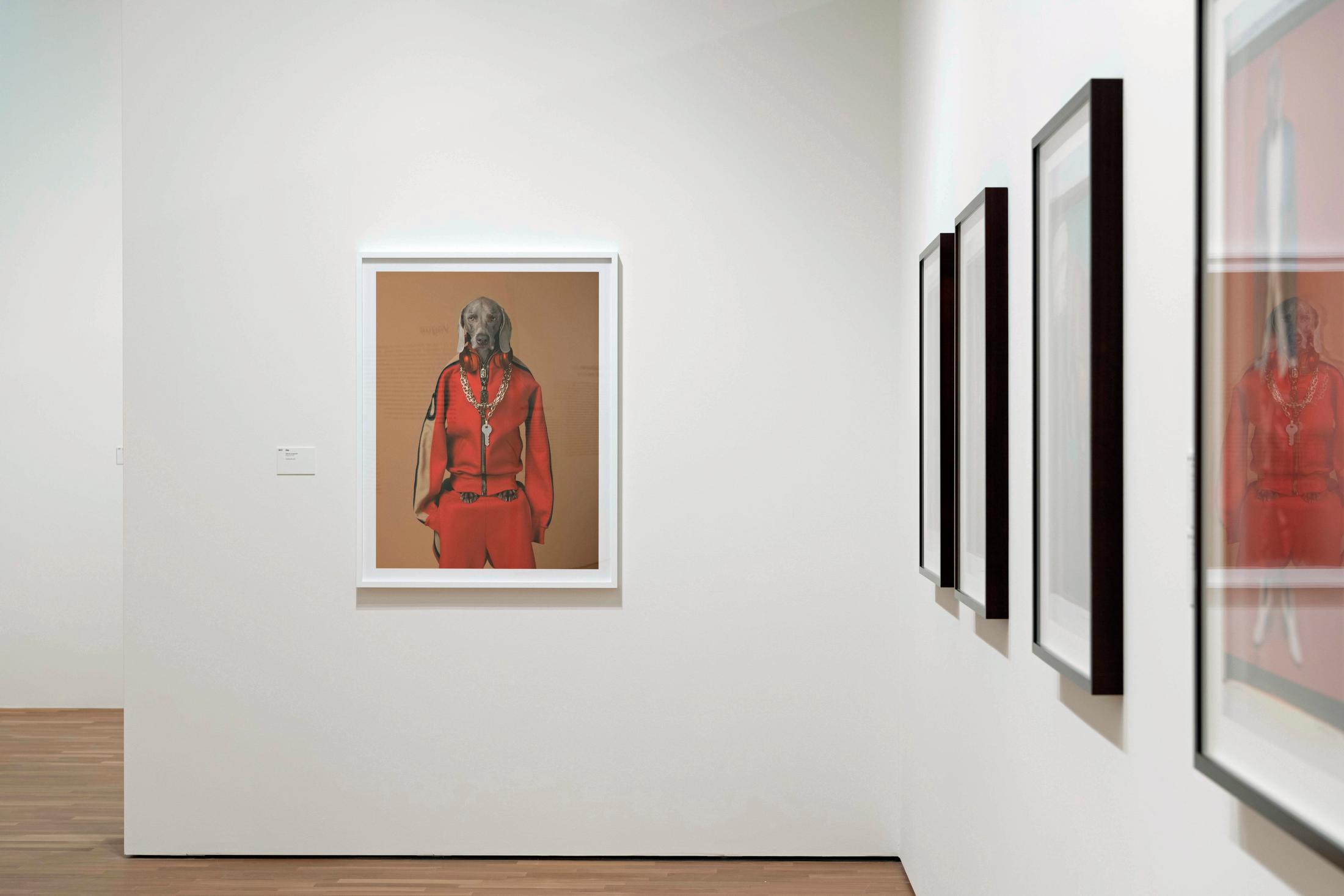 Exhibition View William Wegman Soloshow «Being Human» at MASI, Lugano, 2019 / Courtesy: the artist and MASI, Lugano