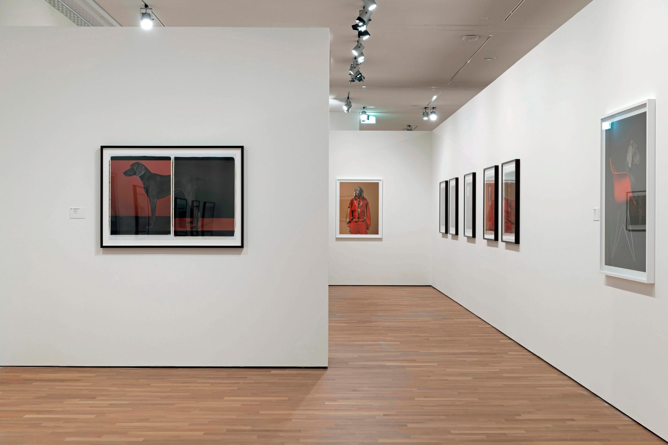 Exhibition View William Wegman Soloshow «Being Human» at MASI, Lugano, 2019 / Courtesy: the artist and MASI, Lugano