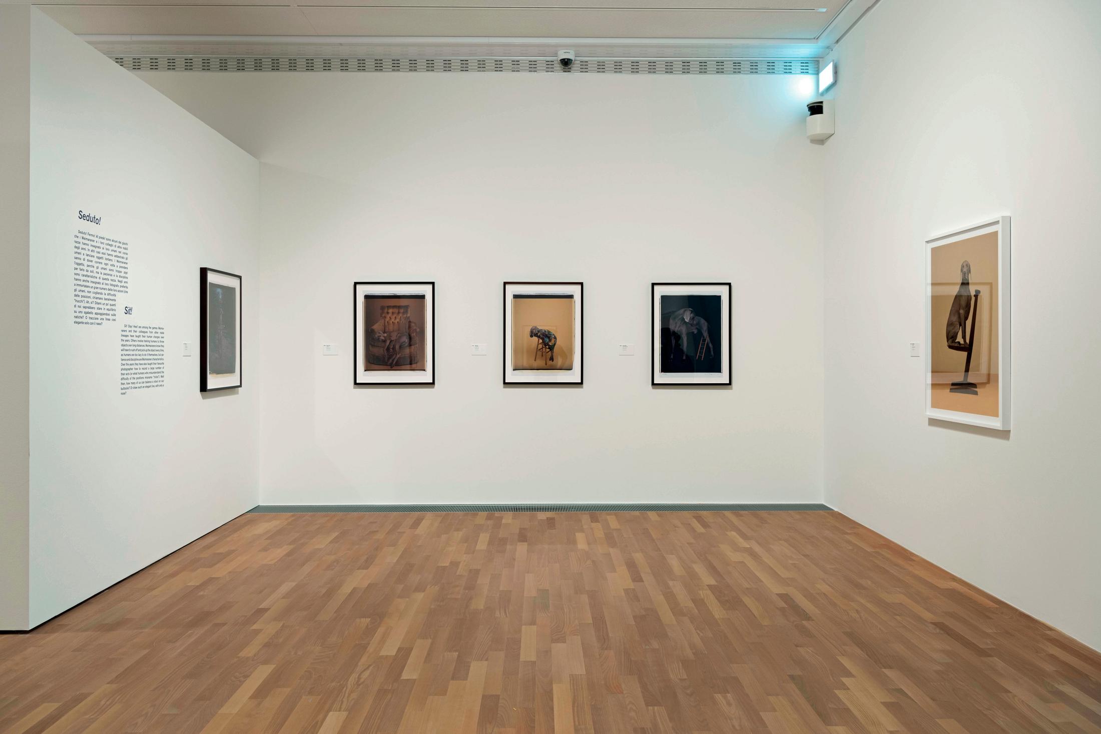 Exhibition View William Wegman Soloshow «Being Human» at MASI, Lugano, 2019 / Courtesy: the artist and MASI, Lugano