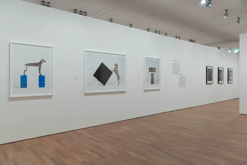 Exhibition View William Wegman Soloshow «Being Human» at MASI, Lugano, 2019 / Courtesy: the artist and MASI, Lugano
