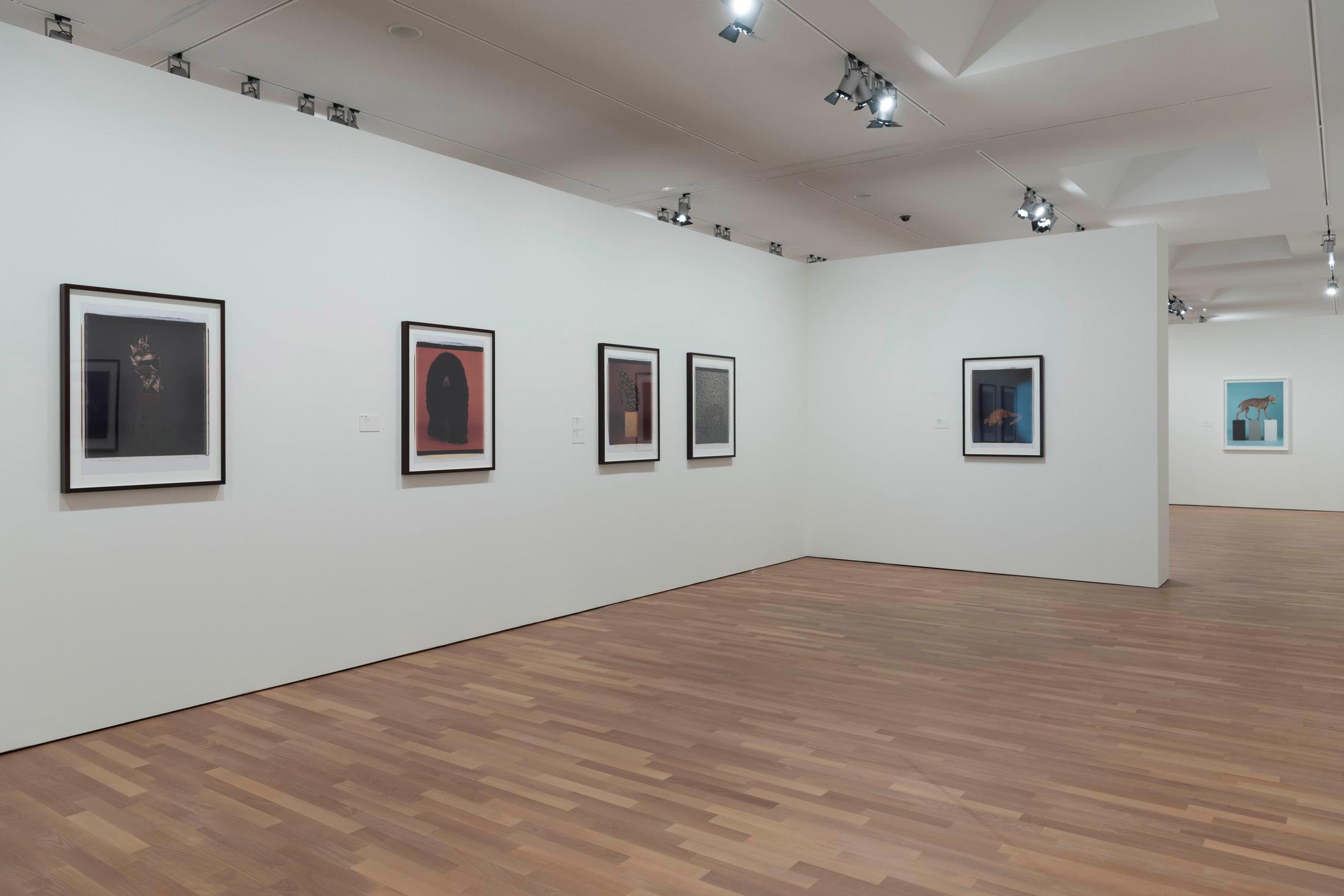 Exhibition View William Wegman Soloshow «Being Human» at MASI, Lugano, 2019 / Courtesy: the artist and MASI, Lugano