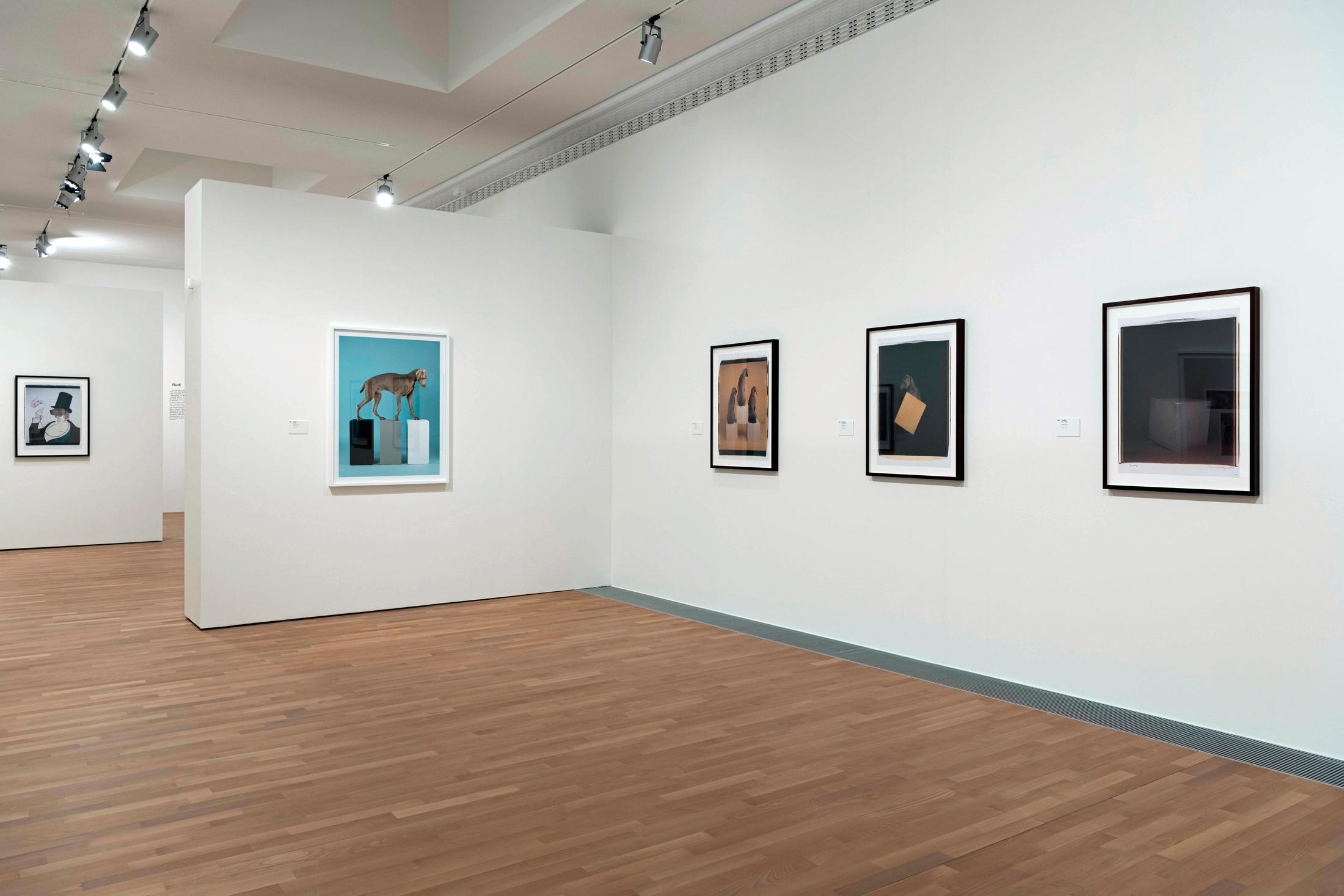 Exhibition View William Wegman Soloshow «Being Human» at MASI, Lugano, 2019 / Courtesy: the artist and MASI, Lugano