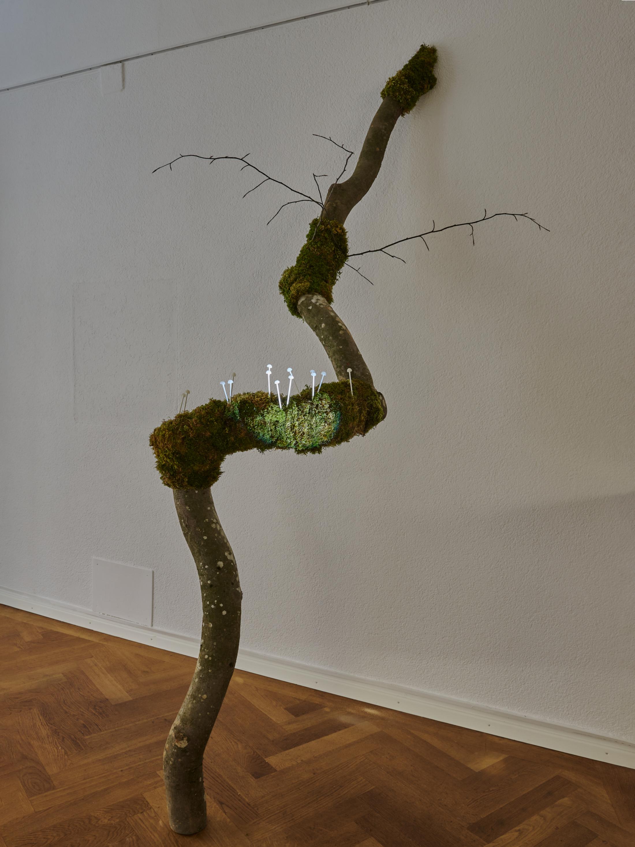 Exhibition View Group Show «A Drop Meant to Become a Stalactite, But Fell on the Seeker's Tor; view on Lino Meister, Vom Wald, 2023, Lollipops (distillate of 13 forest ingredients, essential tree oils, sugar), beech, various mosses» at Krone Couronne, Biel, 2023 / Photo: Thalles Piaget / Courtesy: the artist and Krone Couronne