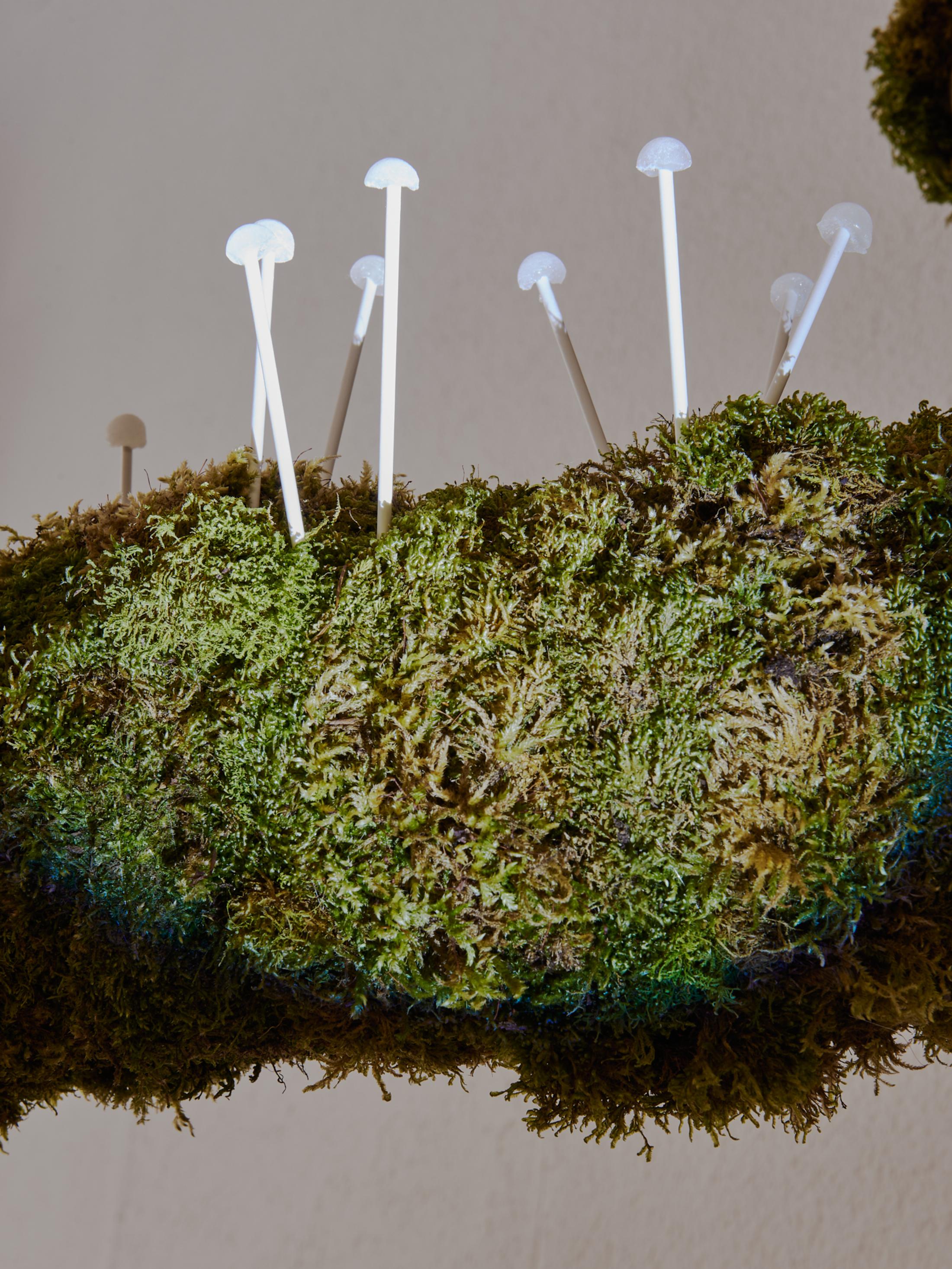 Exhibition View Group Show «A Drop Meant to Become a Stalactite, But Fell on the Seeker's Tor; view on Lino Meister, Vom Wald (Detail), 2023, Lollipops (distillate of 13 forest ingredients, essential tree oils, sugar), beech, various mosses» at Krone Couronne, Biel, 2023 / Photo: Thalles Piaget / Courtesy: the artist and Krone Couronne