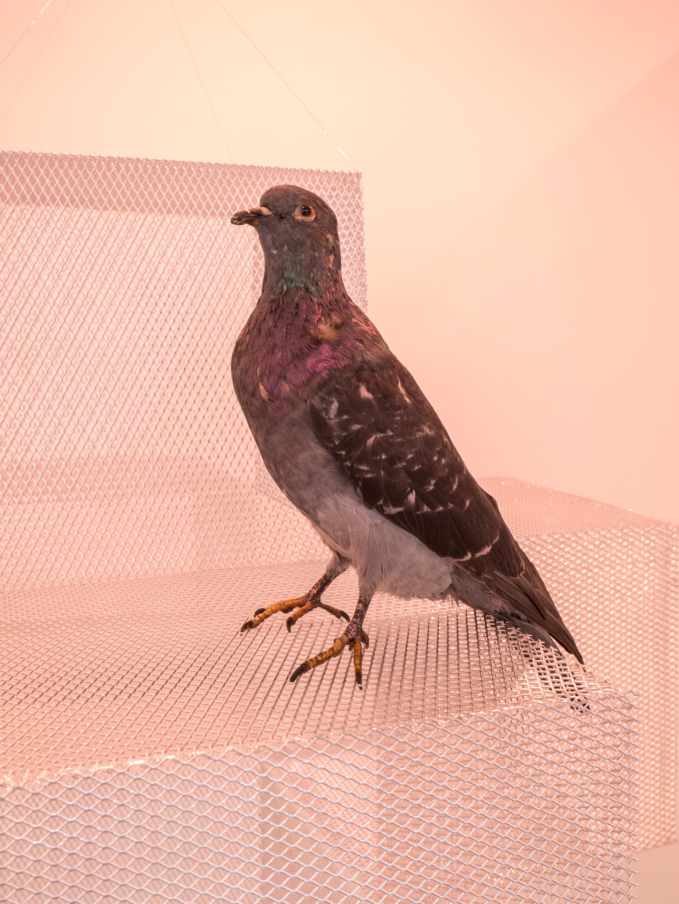 Exhibition View Adam Cruces Solo Show «When the Dust Settles; view on Adam Cruces, Pigeon on a cross, 2021» at Rindermarkt 23, 2021 / Photo and Courtesy: the artist and Rindermarkt 23