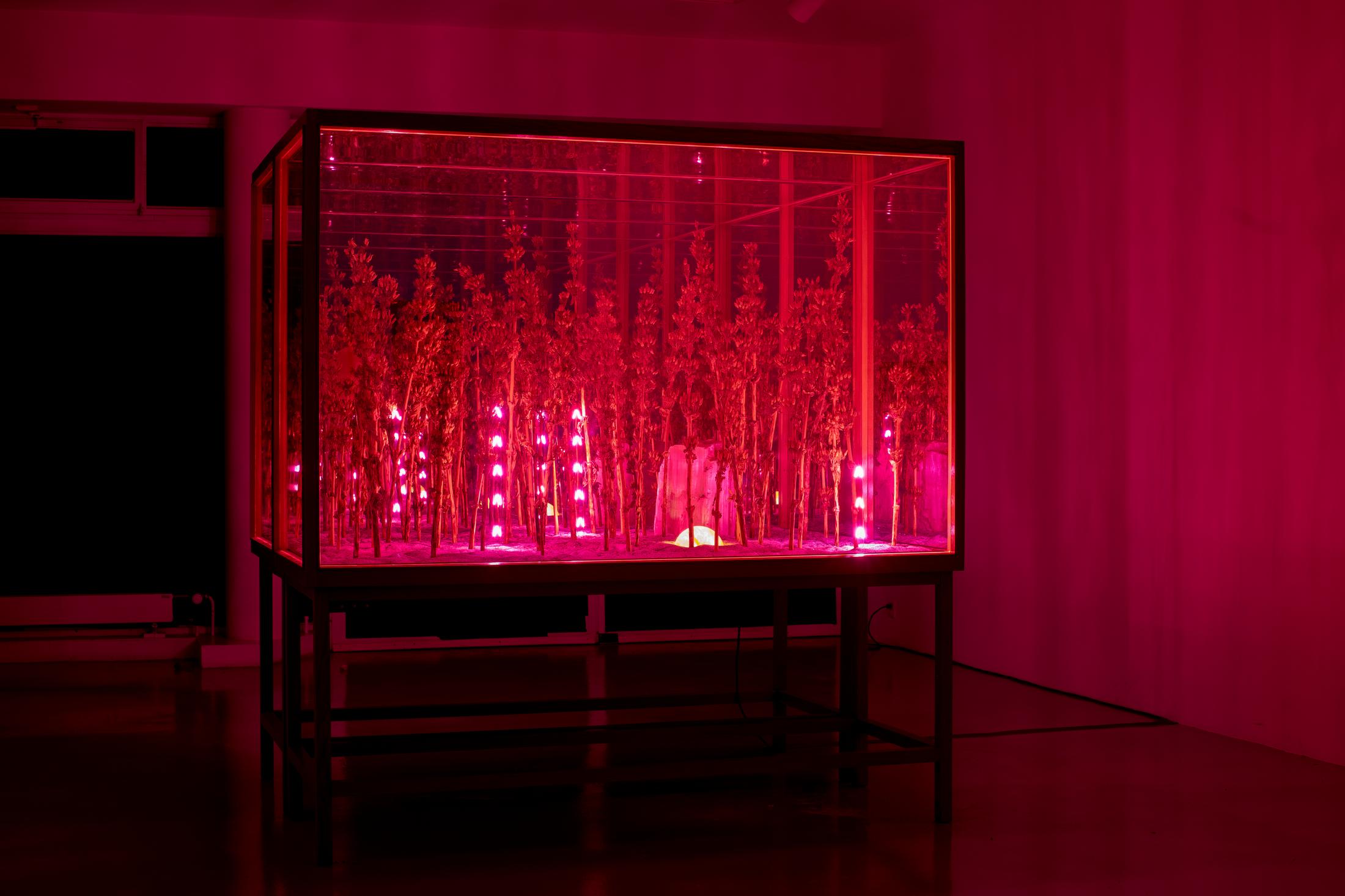 Exhibition View Alexandre Joly Solo Show «Double Rainbow» at Wilde Gallery, Geneva, 2022 / Photo: Greg Clément / Courtesy: the artist and Wilde Gallery