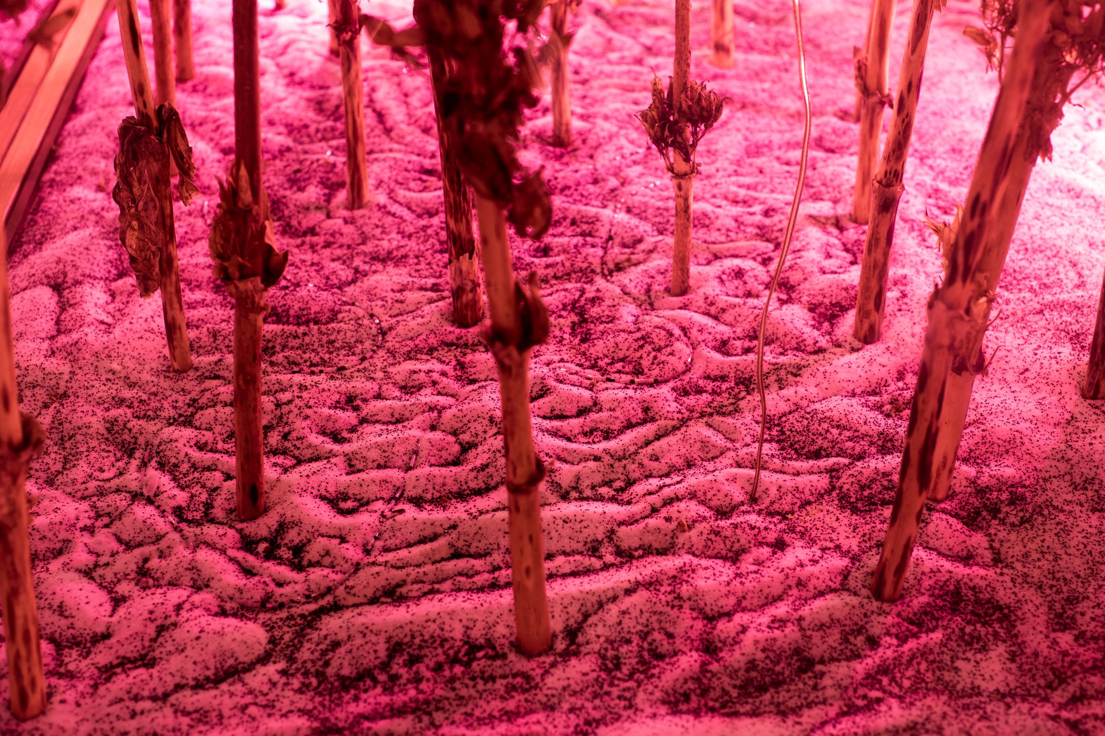 Exhibition View Alexandre Joly Solo Show «Double Rainbow» at Wilde Gallery, Geneva, 2022 / Photo: Greg Clément / Courtesy: the artist and Wilde Gallery