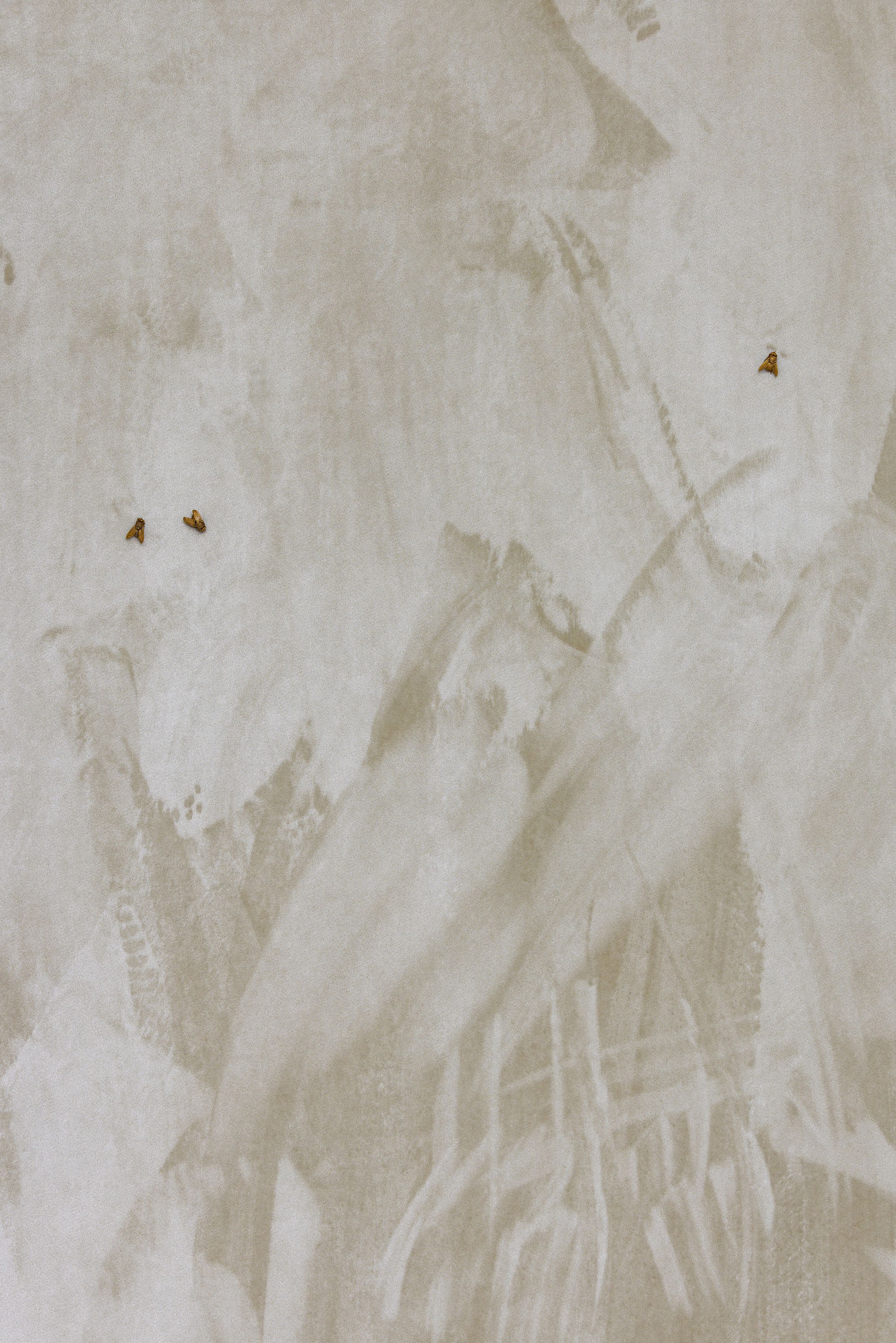 Exhibition View Solo Show Clément Grimm «Video 50 ; view on Palazzo Reloaded I (detail), 2025, Velvet, wood, flies, paint, 159 x 139 cm» at Kissed Then Burned, Geneva, 2025-2026 / Photo: Antoni Aeby / Courtesy: the artist and Kissed Then Burned