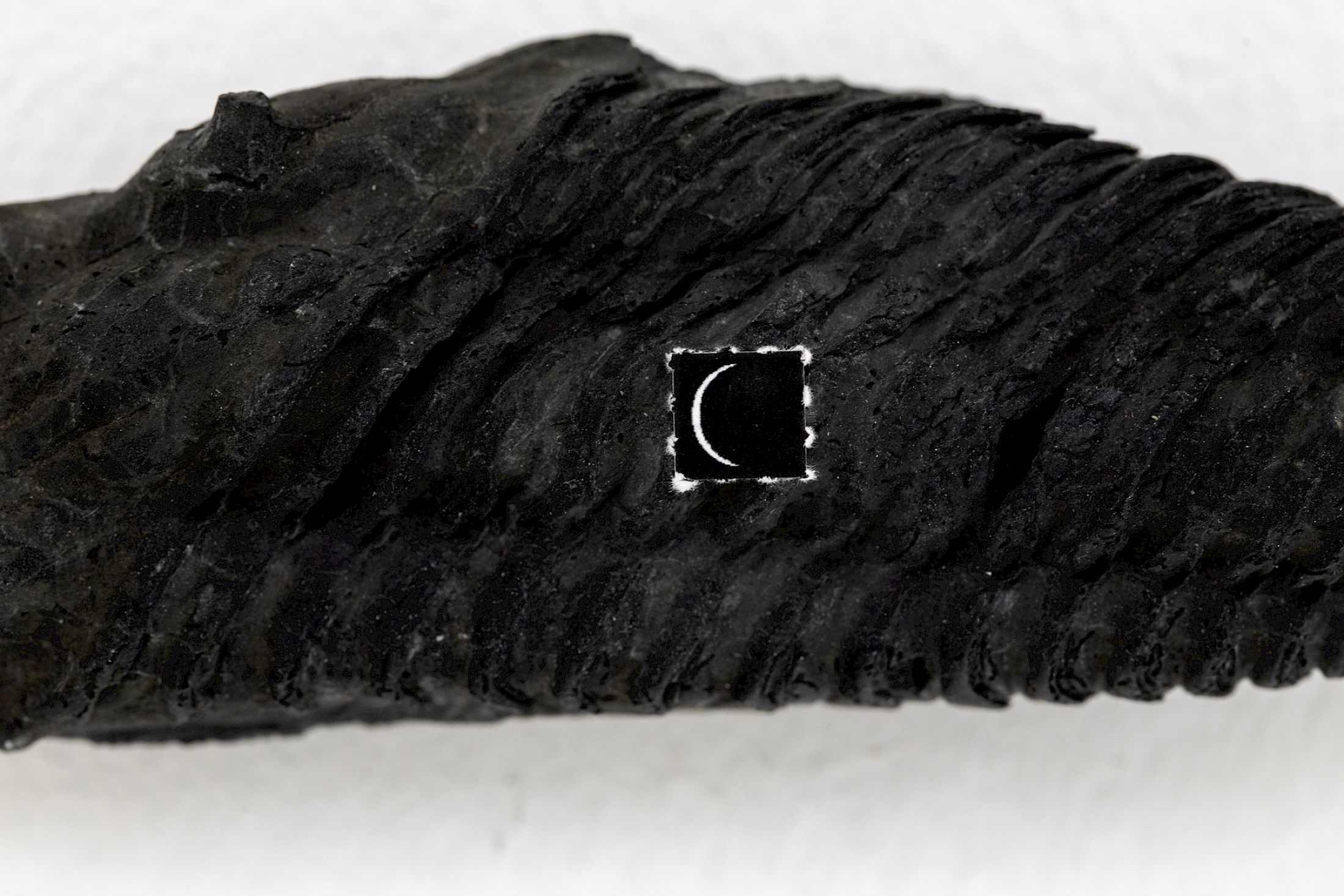 Exhibition View Solo Show Hunter Longe «Entgleitungen ; view on Afterlife Navigator (for Tilman) II, 2025, fossil trilobites (~460 million years old, France), LSD blotter tabs, 4.5 x 28 x 2 cm» at City SALTS, Baselland, 2025-2026 / Photo: Nicolas Gysin / Courtesy: the artist and City SALTS