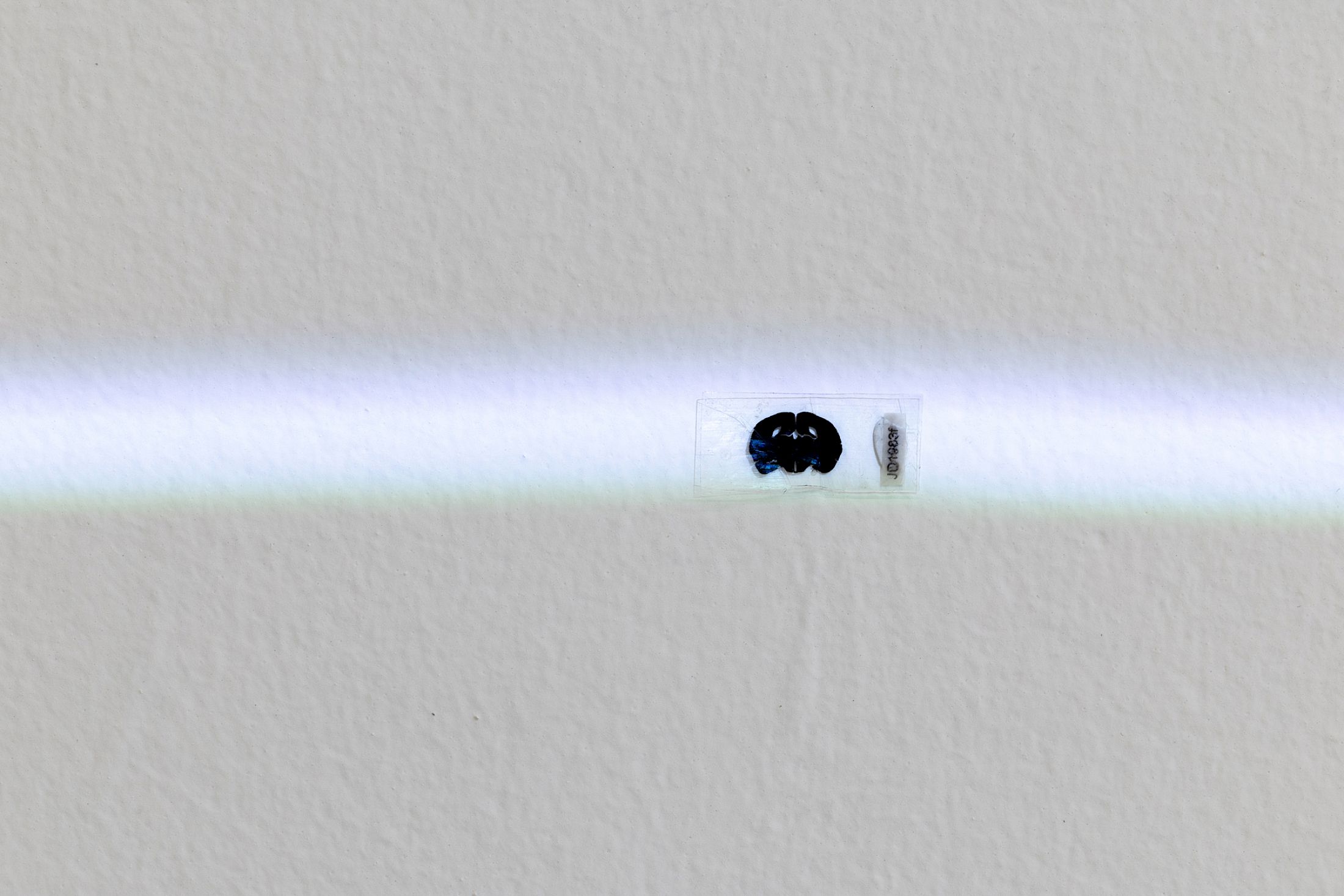 Exhibition View Solo Show Hunter Longe «Entgleitungen ; view on The past inserts a finger into a slit on the skin of the present and pulls 3, 2025, phosphosiderite, magnetite crystal, thin slice of a mouse’s brain saturated in heavy metals: osmium, lead and uranium, LSD blotter tab, dimensions variable» at City SALTS, Baselland, 2025-2026 / Photo: Nicolas Gysin / Courtesy: the artist and City SALTS