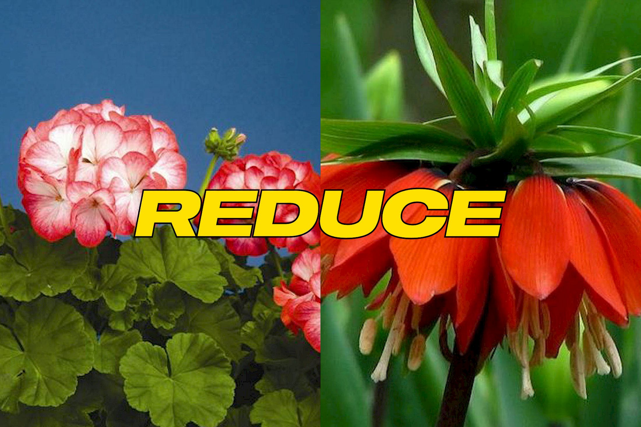 Exhibition View Solo Show Cemile Sahin «BB – BORN TO BLOOM ; view on BB – BORN TO BLOOM, video still (montage), 2025» at Kunst Halle Sankt Gallen, Sankt Gallen, 2025 / Photo: E. Sommer / Courtesy: the artist and Esther Schipper, Berlin/Paris/Seoul