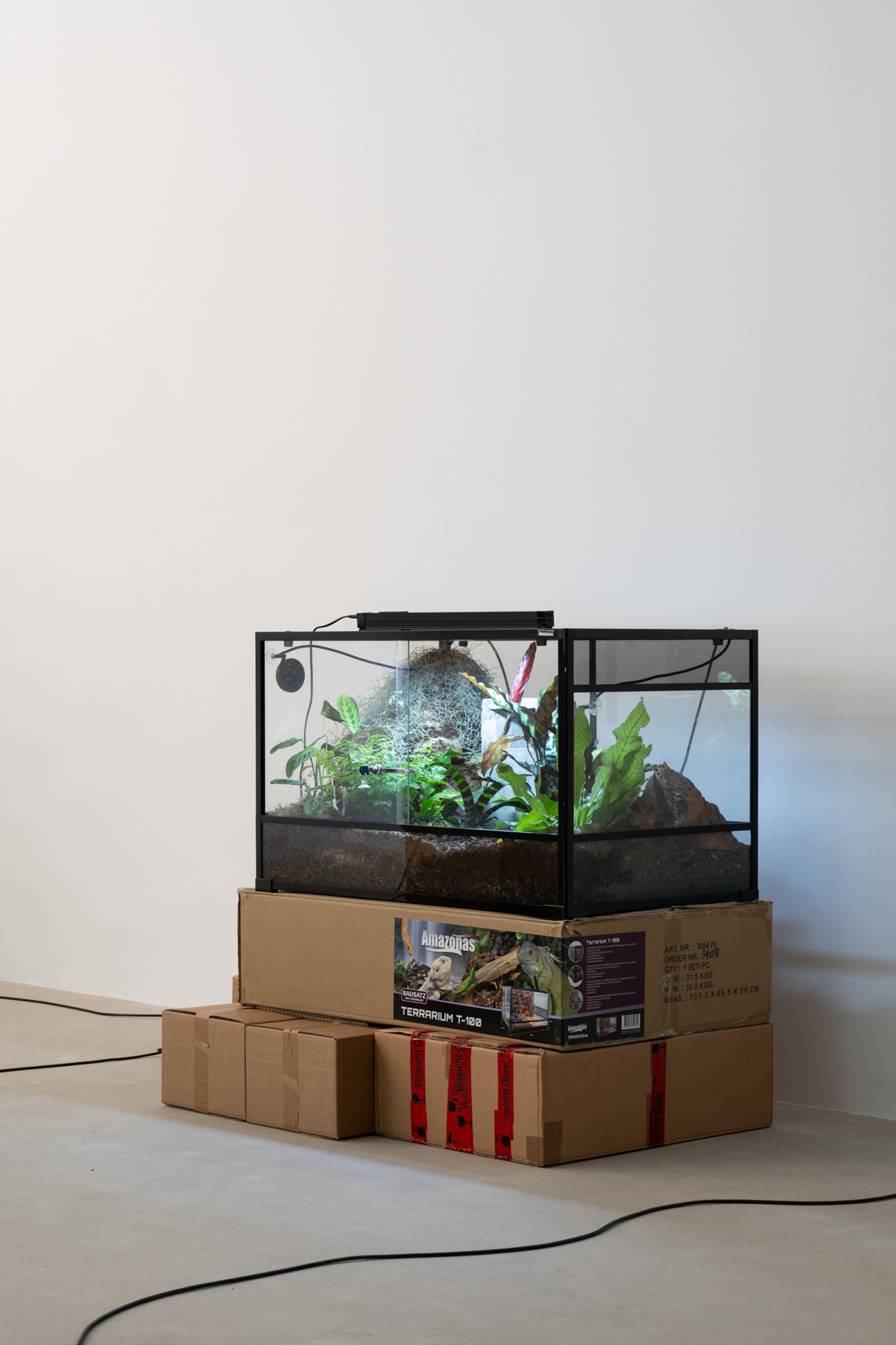 Exhibition View Solo Show Leonardo Bürgi Tenorio «the paths we walk» at Kunsthaus Baselland, Baselland, 2025 / Photo: Finn Curry / Courtesy of the artist