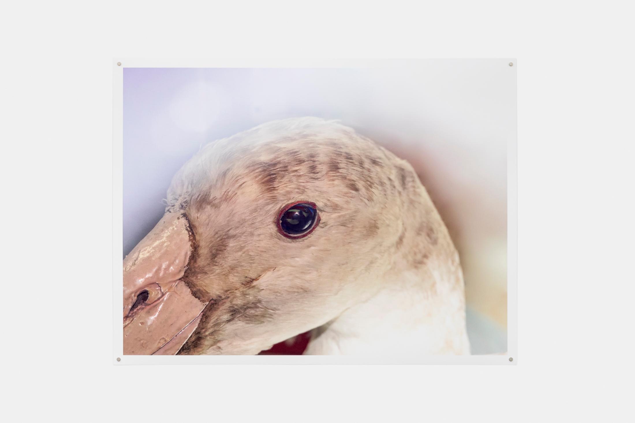 Exhibition View Group Show «Seriously, yes; view on Caterina De Nicola, The calculation of previous desires on the bankability of a mentally-designed future, 2024, ink print on Hahnemühle paper, 48 x 63cm» at Windhager von Kaenel, Zug, Switzerland 2024 / Photo: Oliver Kümmerli