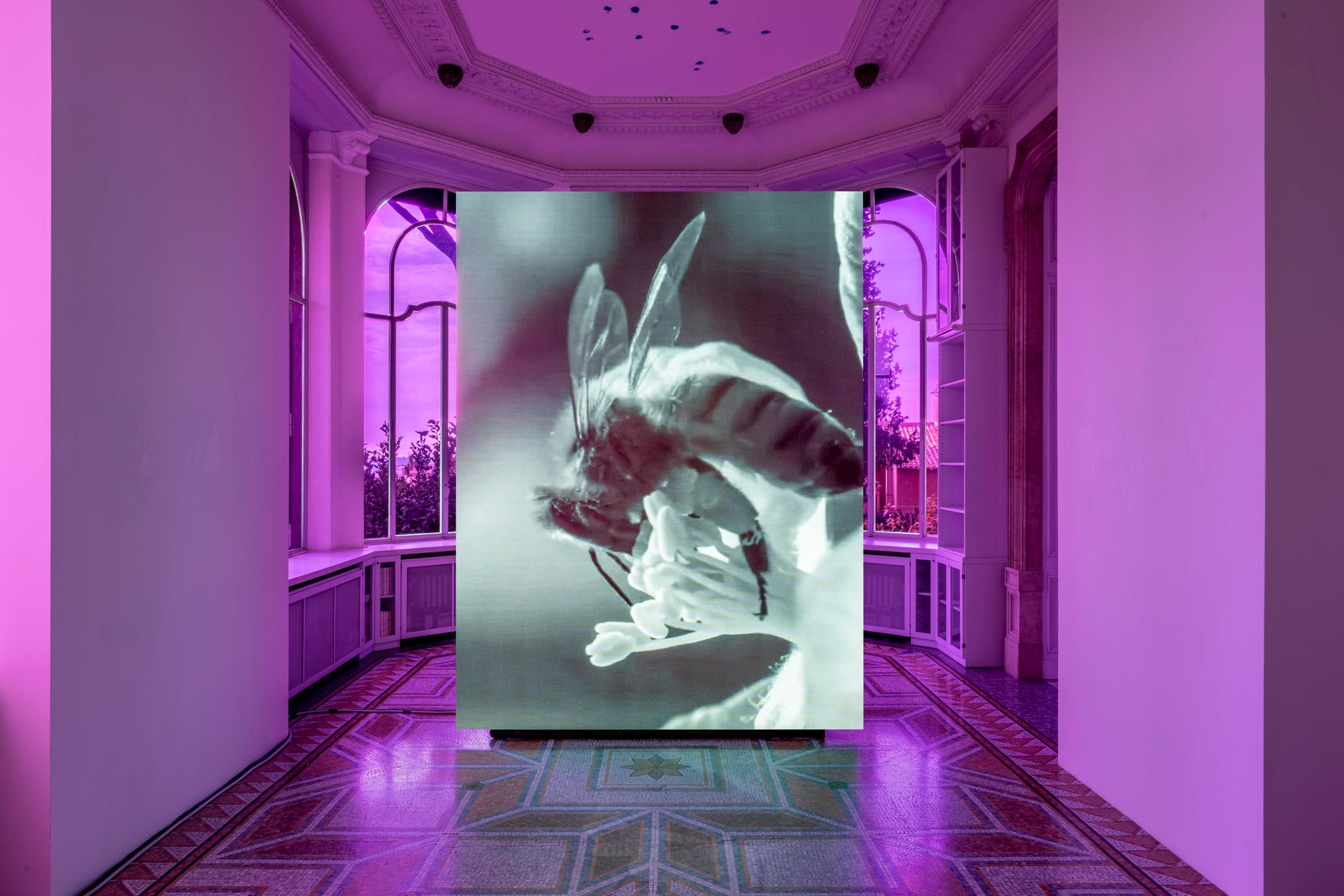 Exhibition View Solo Show Shahryar Nashat «Blood Most Precious; view on Lover’s Companion, 2024, HD video on LED wall, colour, stereo sound 5’ 55”, with music by Steffen Martin, research Advisor: Antoine Idier» at Istituto Svizzero, Rome, 2024 / Photo: Ela Bialkowska, OKNO studio / Courtesy: Gladstone Gallery, Sylvia Kouvali and David Kordansky Gallery