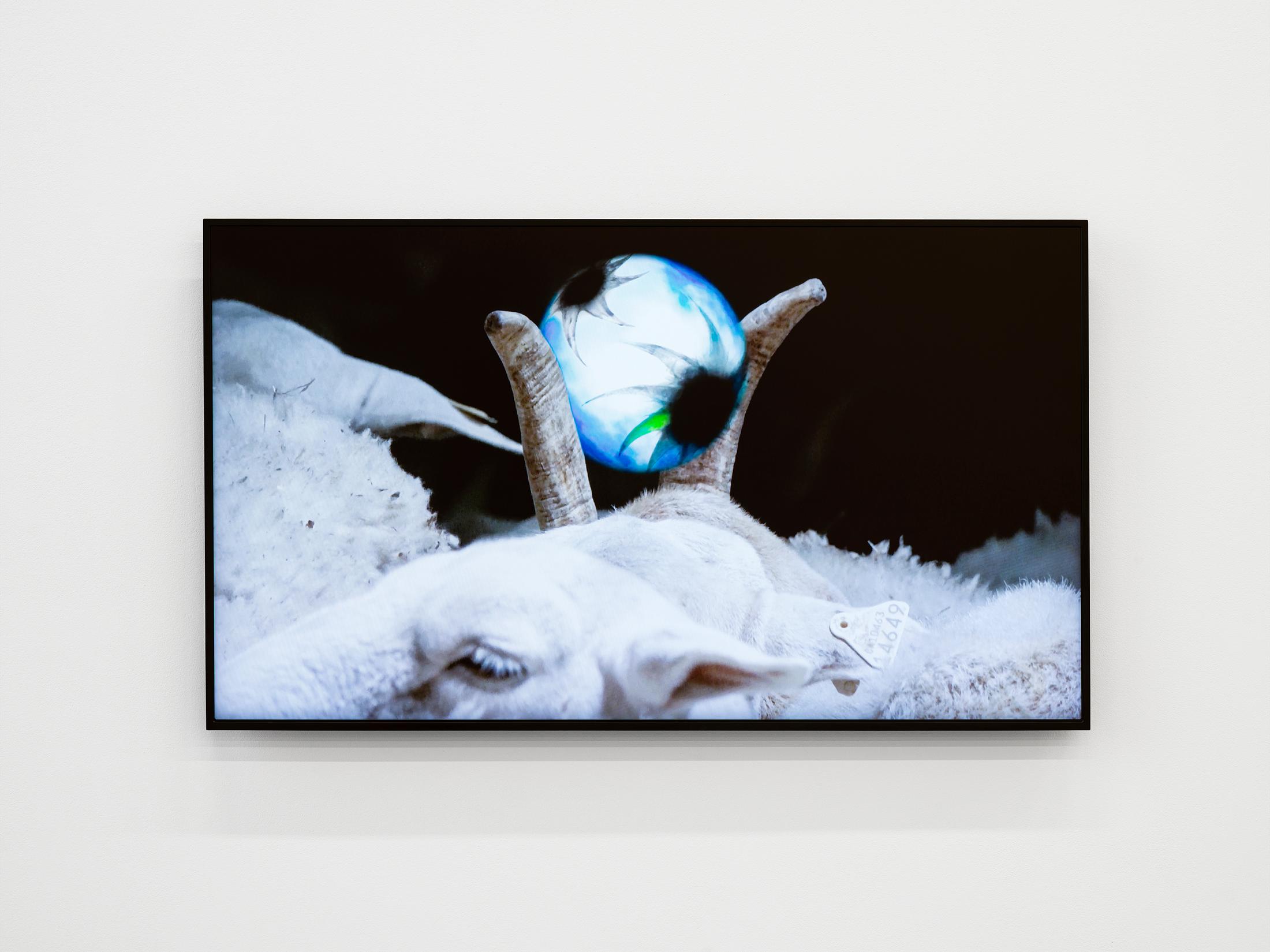 Exhibition View Solo Show Vijay Masharani «Big Casino ; view on Grazers, 2025, HD video on monitor (colour, sound, loop), 6:13 min» at Kunsthalle Zürich, Zurich, 2025 / Photo: Cedric Mussano / Courtesy: the artist and Clima, Milan