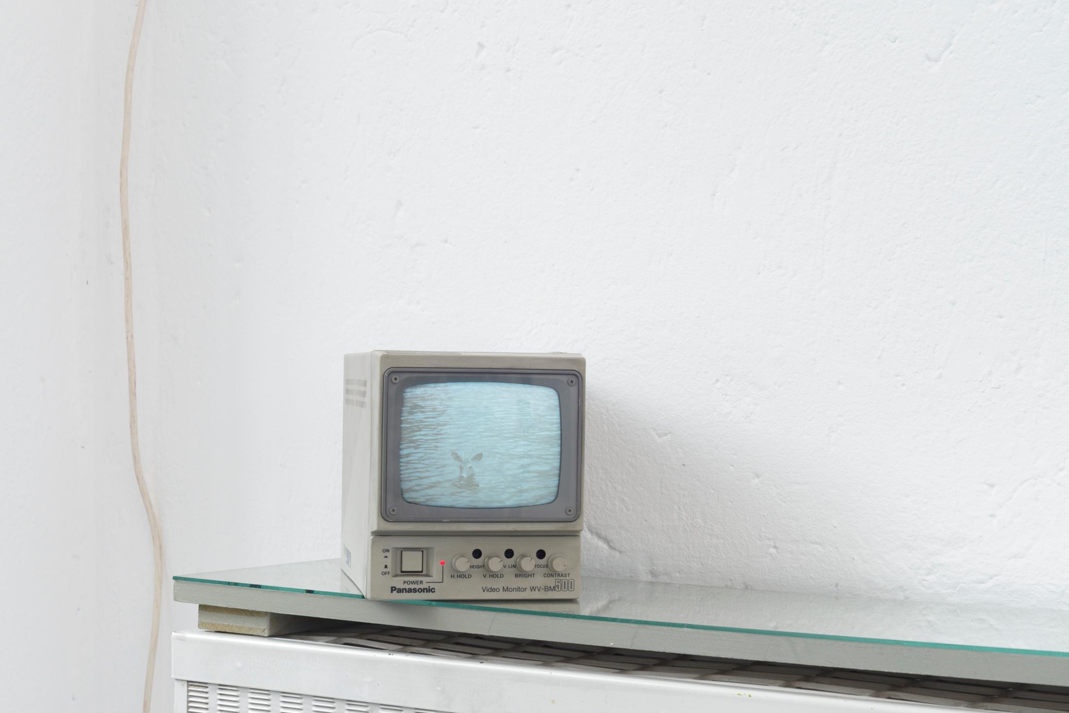 Exhibition View Duo Show Yvan Alvarez and Dylan Hausthor «Upon Onda; view on Dylan Hausthor, a young buck taking a swim, as seen in the belgrade summer news, 2024, Analog TV broadcast» at Standard/Deluxe, Lausanne, 2024 / Photo: YAL / Courtesy: the artist and Standard/Deluxe