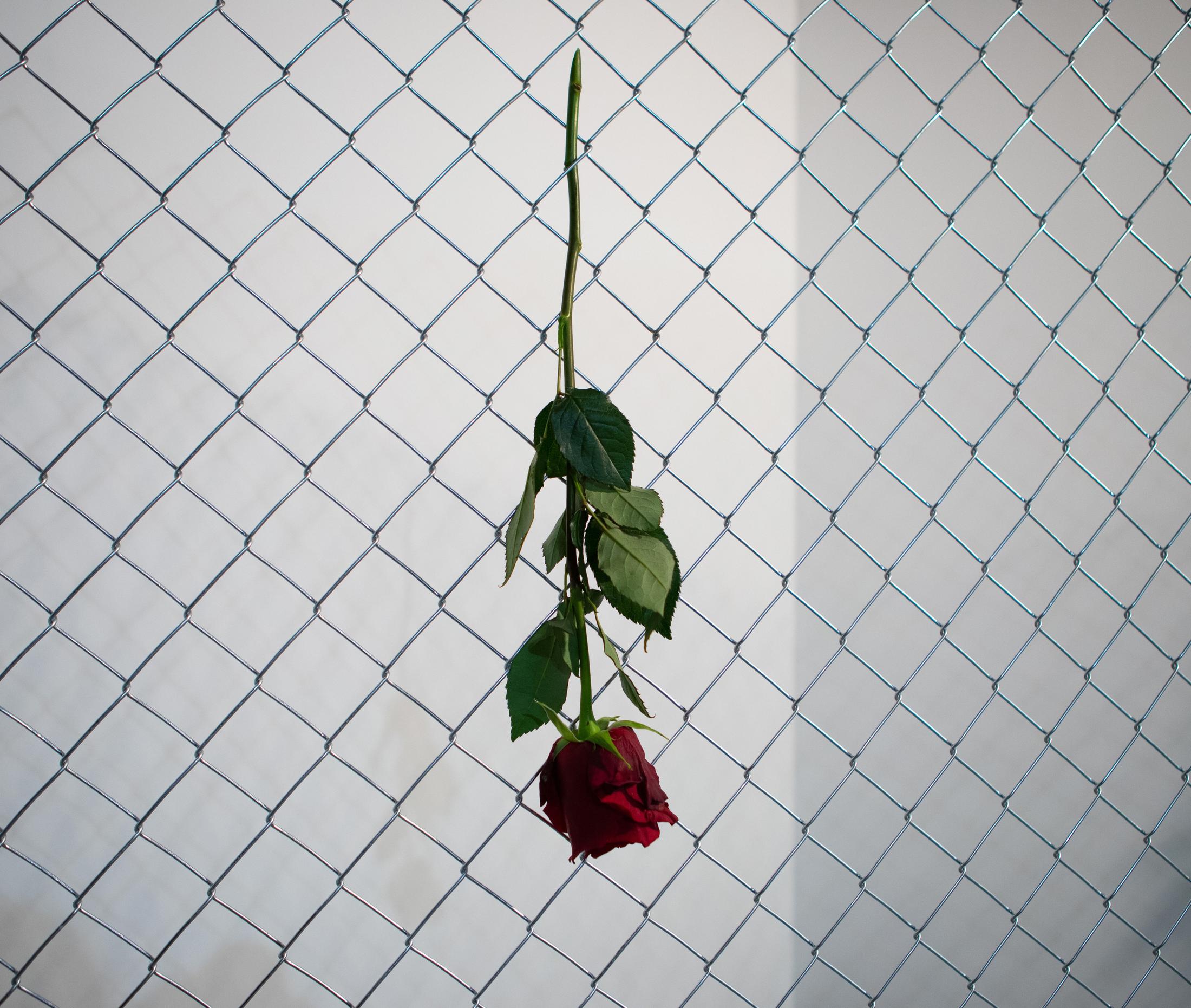 Exhibition View David Weishaar Solo Show «The Rose Is Without 'Why'» at KALI Gallery, Lucerne, 2022 / Photo: Marco Vogel / Courtesy: the artist and KALI Gallery