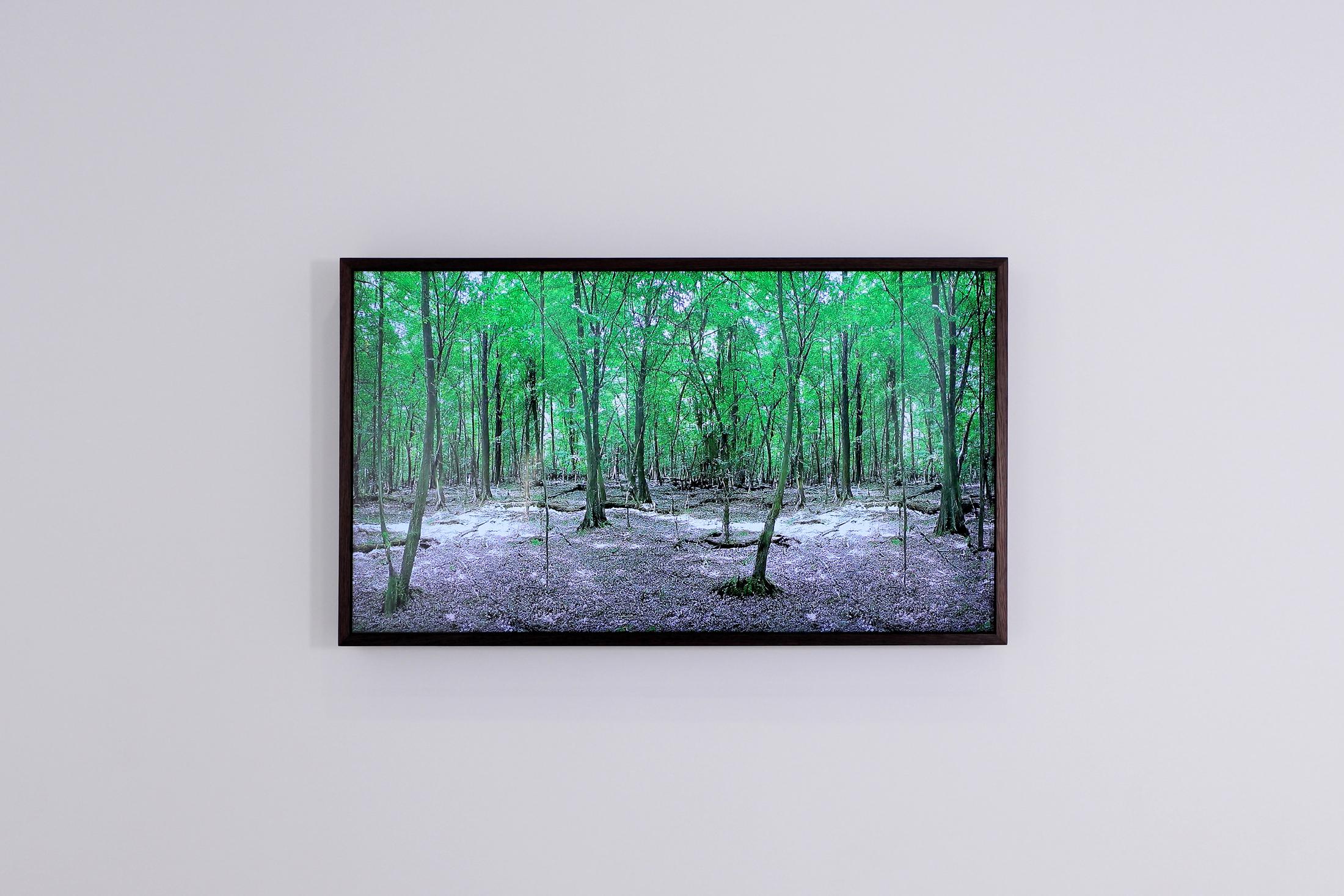 Exhibition view, EARTHBOUND, (view on Andreas Greiner, Lost in the Woods_0011, 2022), Windhager von Kaenel, Zurich, 2022 / Photo: WvK / Courtesy: the artist and Dietrich & Schlechtriem Gallery
