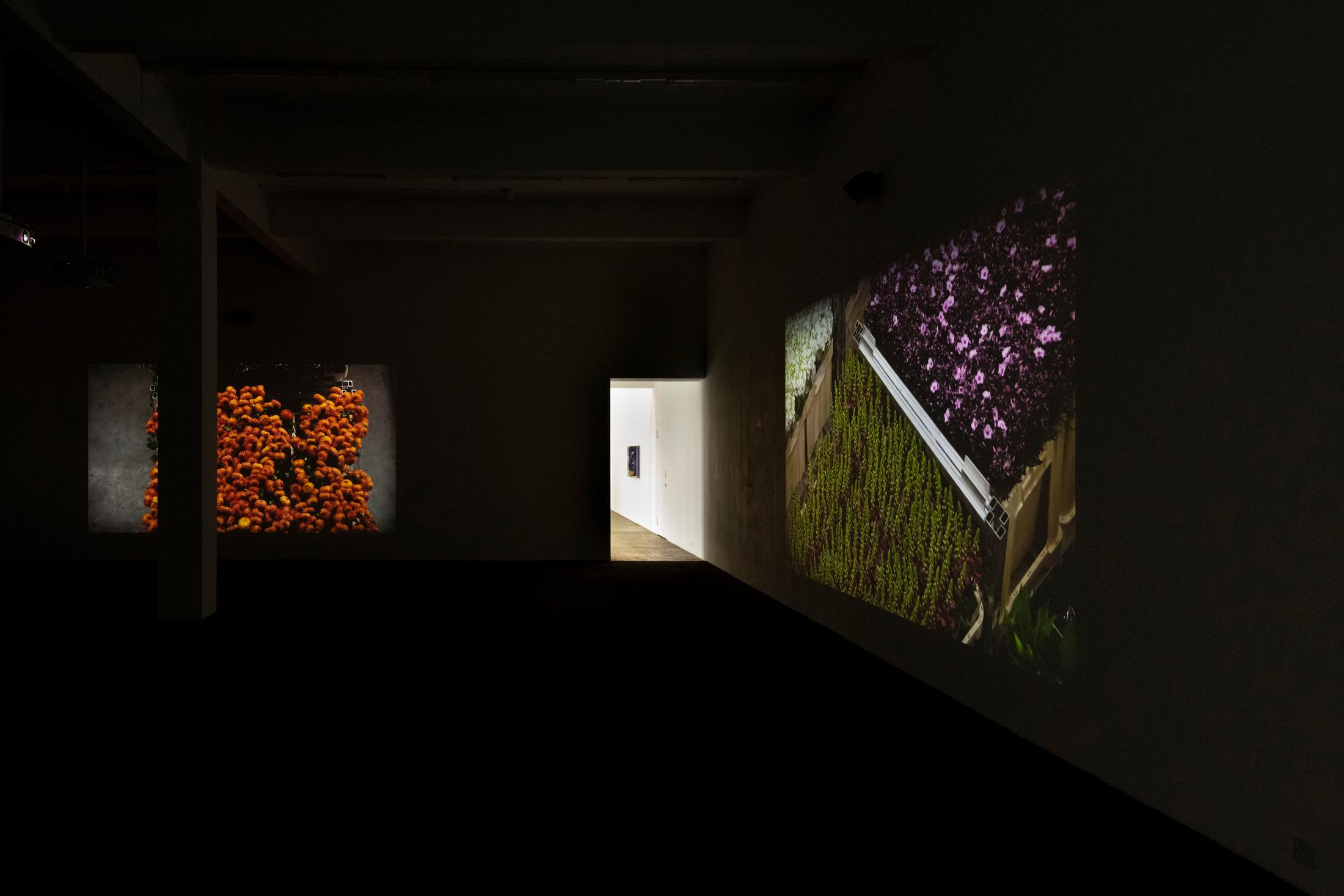 Exhibition View Éric Baudelaire Solo Show «Death Passed My Way and Stuck This Flower in My Mouth; view on Éric Baudelaire, This Flower in My Mouth, 2021» at Kunst Halle Sankt Gallen, St. Gallen, 2021 / Photo: Kunst Halle Sankt Gallen, Sebastian Schaub / Courtesy: the artist and Kunst Halle Sankt Gallen
