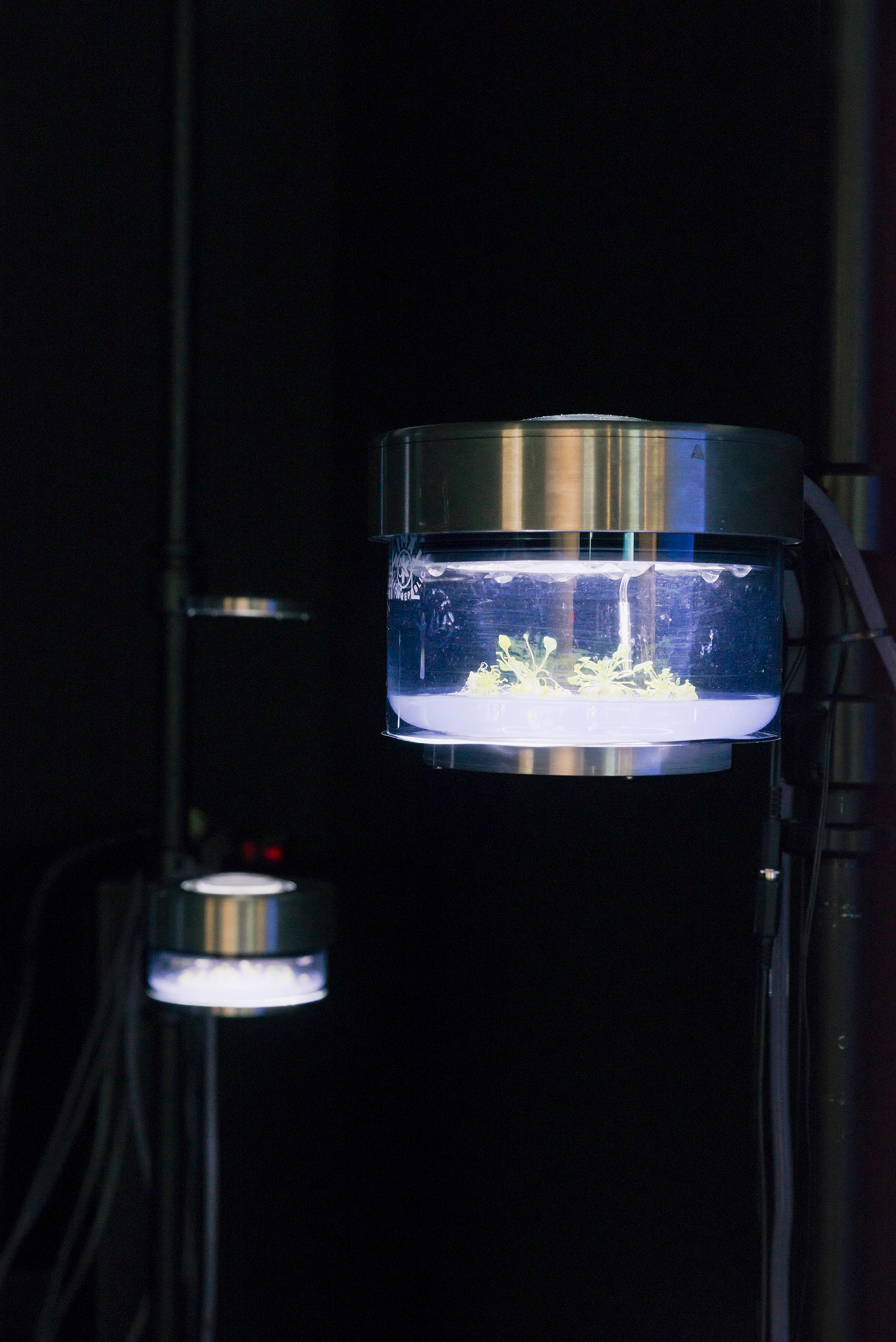 Installation View Špela Petrič "Phytoteratology, 2016" at HEK, Basel / Photo: Franz Wamhof / Courtesy: the artists