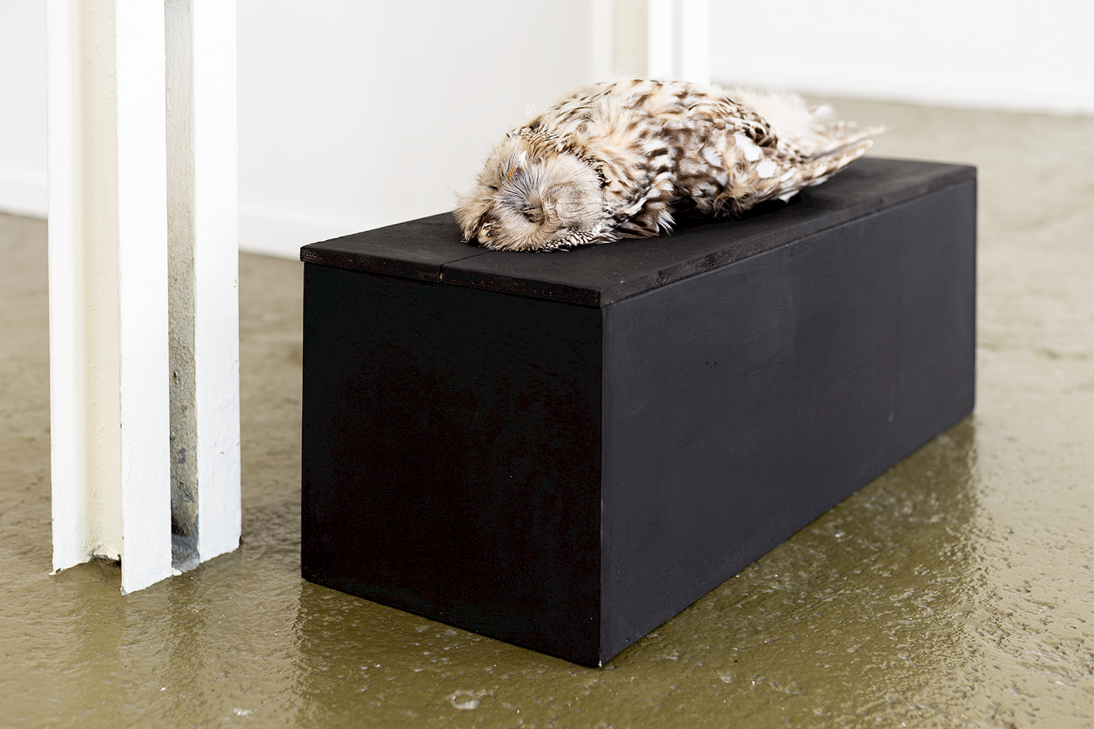 Installation View Groupshow «Double Take / view on Jason Dodge, Aquamarine inside of an owl» at Last Tango Zurich, 2018 / Photography: Kilian Bannwart / Courtesy: the artists and Last Tango