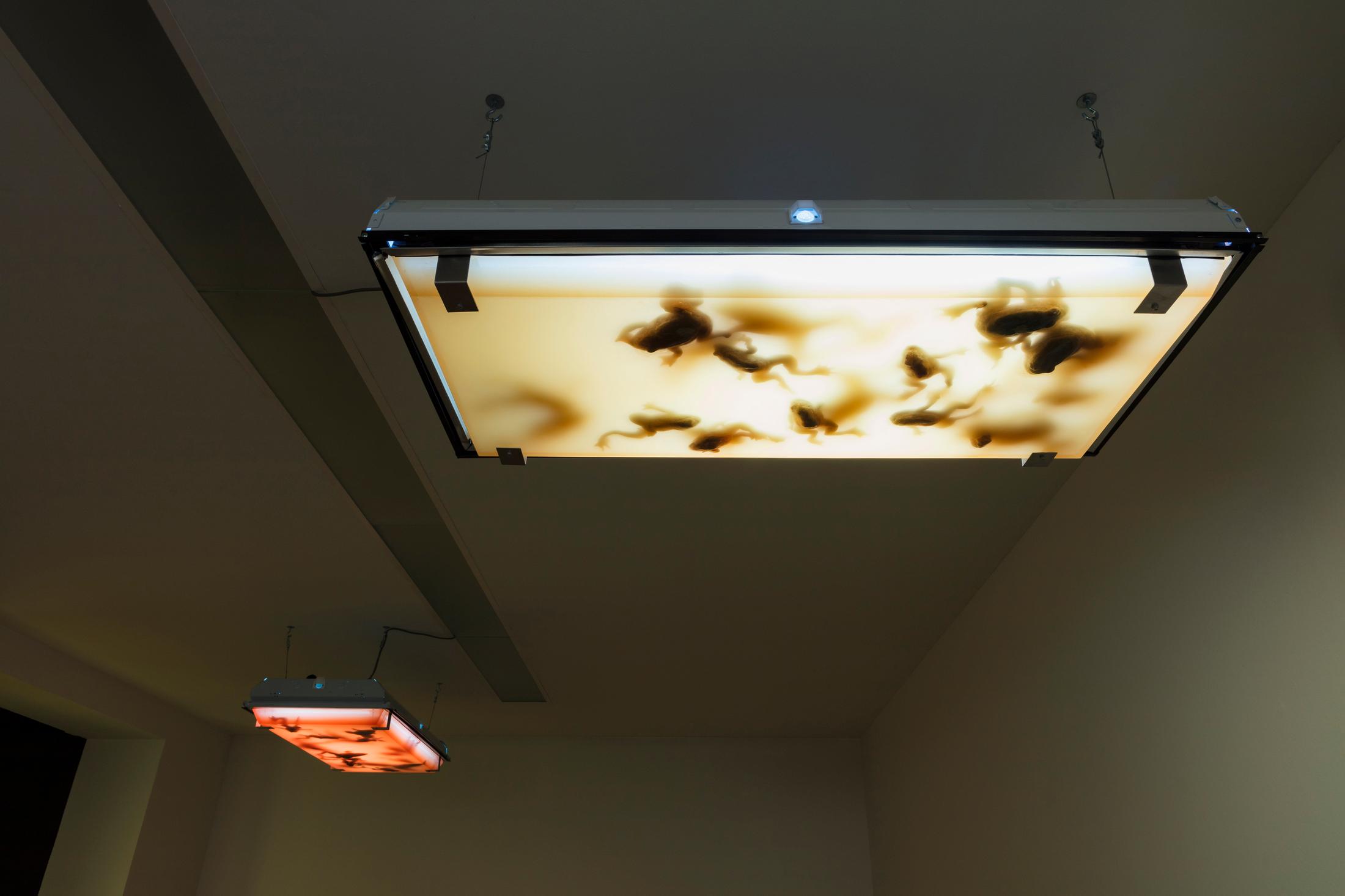 Exhibition View Groupshow «Zeitspuren – The Power of Now with Dora Budor» at PASQUART, Biel/Bienne, 2018 / Photo: Gunnar Meier / Courtesy: New Galerie, Paris