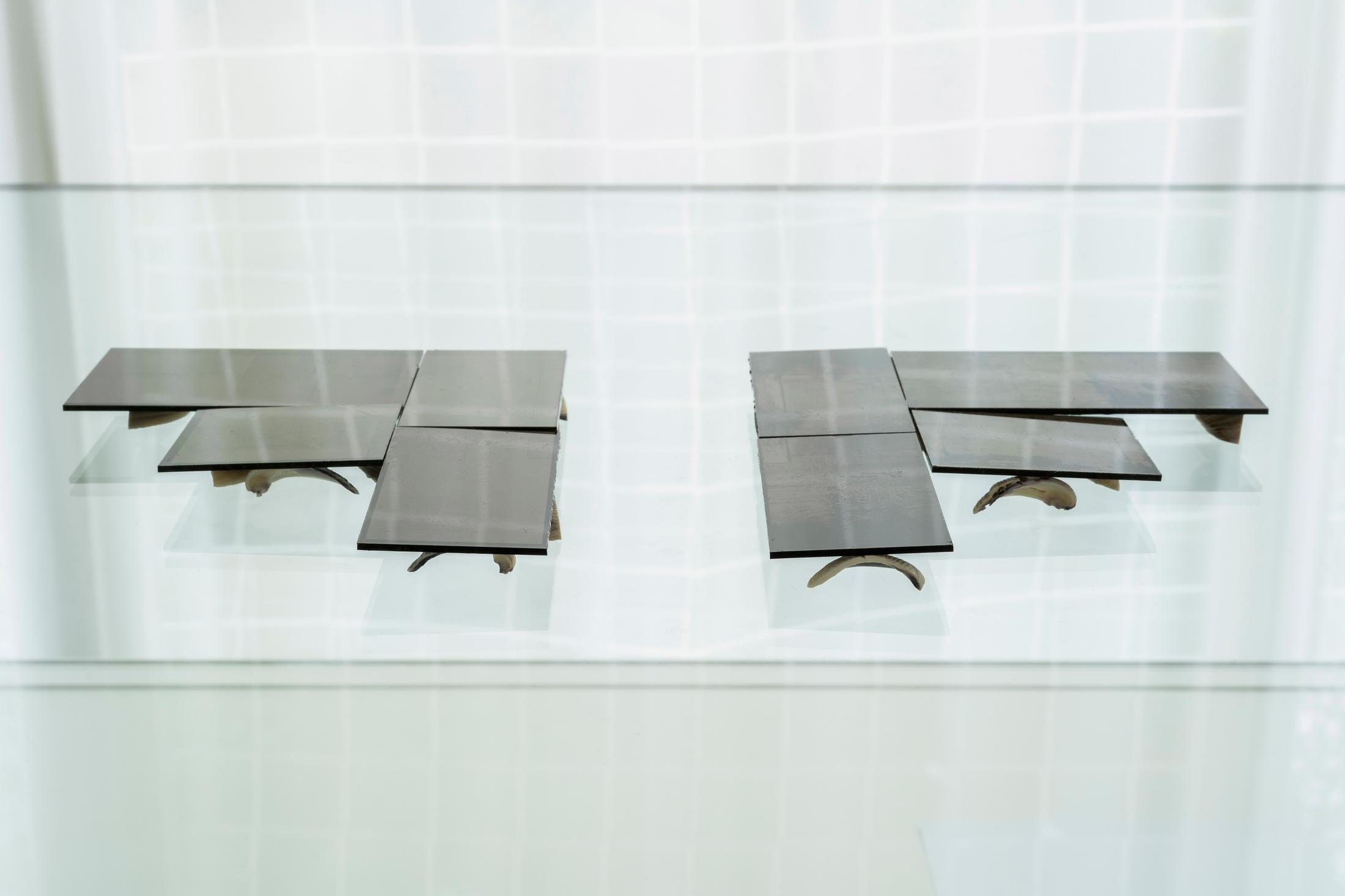 Exhibition View Group Show «Im Volksgarten; view on Richard Frater, For Rewi Thompson, 2020,  (detail), Collodion wet plate ambrotype, two glass assemblages, modified Purimu cockle shells, Papier, Ast, Schnur, dimension variable» at Kunsthaus Glarus, Glarus, 2020 / Photo: Gunnar Meier / Courtesy: the artist