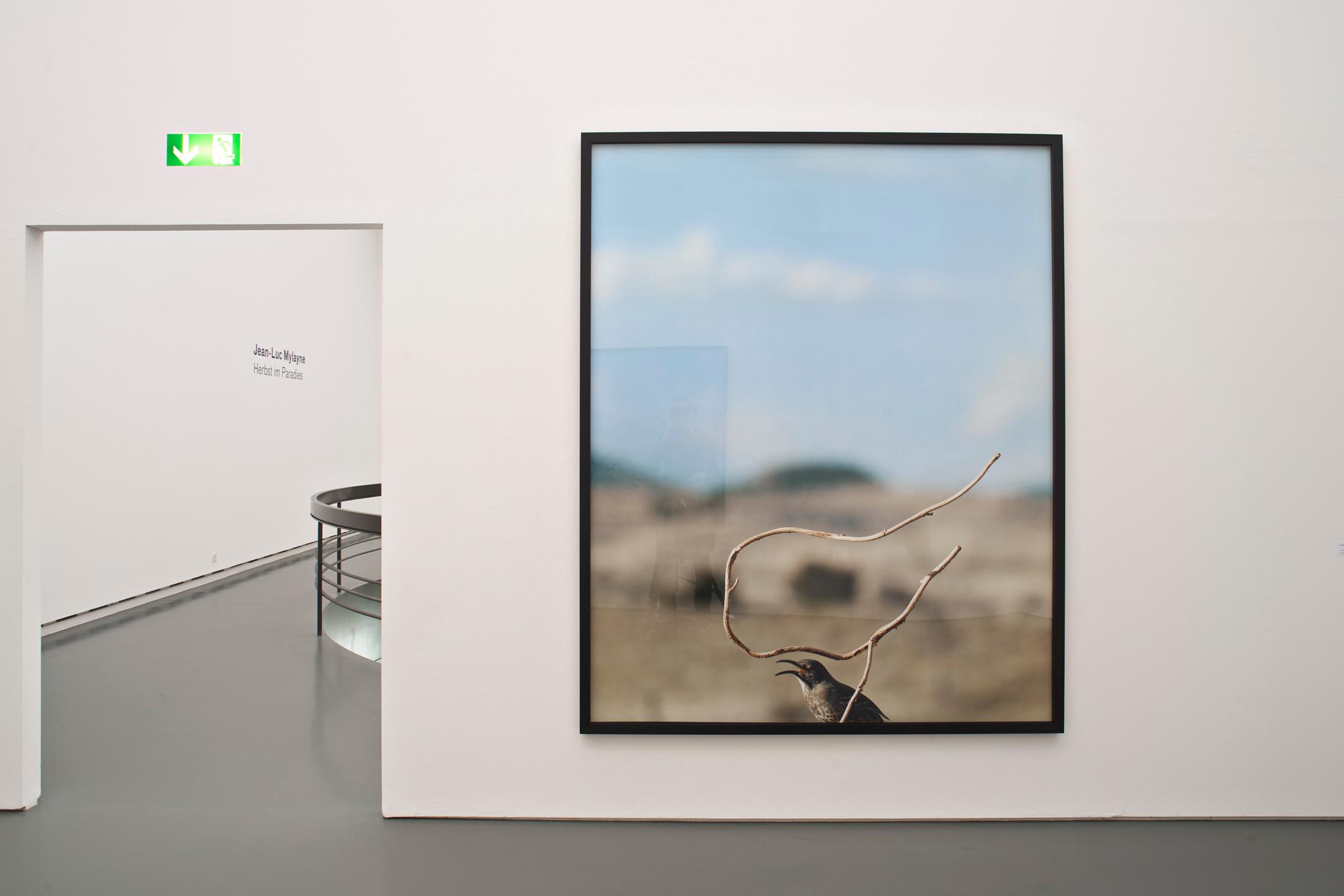 Exhibition View Jean-Luc Mylayne Soloshow «The Autumn of Paradise» at Aargauer Kunsthaus, Aarau / Photo: Dominic Büttner / © Jean-Luc Mylayne / Courtesy: Mylène & Jean-Luc Mylayne; Gladstone Gallery, New York, Bruxelles; Sprüth Magers, Berlin, London, Los Angeles