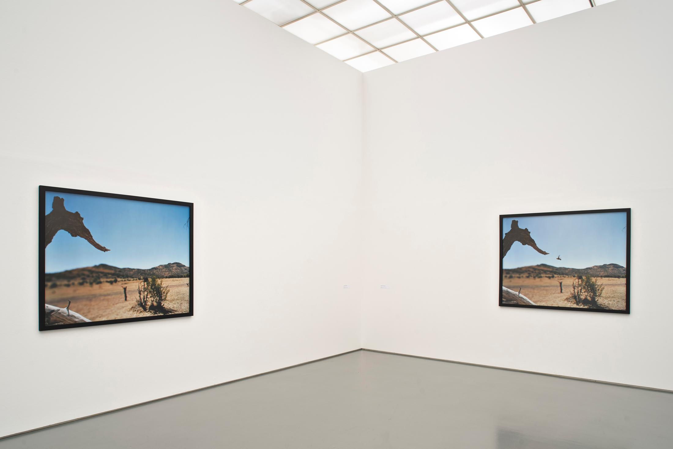 Exhibition View Jean-Luc Mylayne Soloshow «The Autumn of Paradise» at Aargauer Kunsthaus, Aarau / Photo: Dominic Büttner / © Jean-Luc Mylayne / Courtesy: Mylène & Jean-Luc Mylayne; Gladstone Gallery, New York, Bruxelles; Sprüth Magers, Berlin, London, Los Angeles