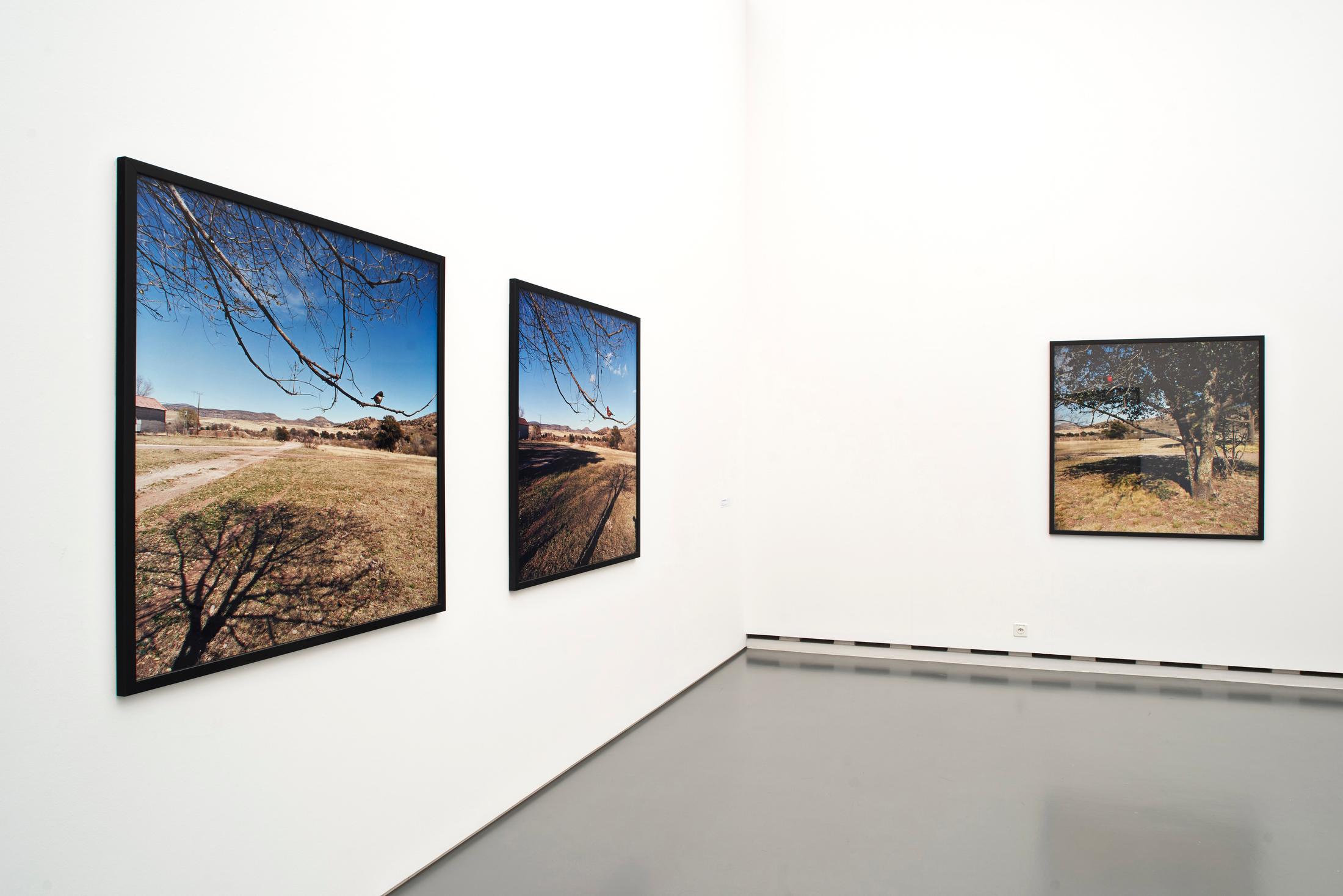 Exhibition View Jean-Luc Mylayne Soloshow «The Autumn of Paradise» at Aargauer Kunsthaus, Aarau / Photo: Dominic Büttner / © Jean-Luc Mylayne / Courtesy: Mylène & Jean-Luc Mylayne; Gladstone Gallery, New York, Bruxelles; Sprüth Magers, Berlin, London, Los Angeles