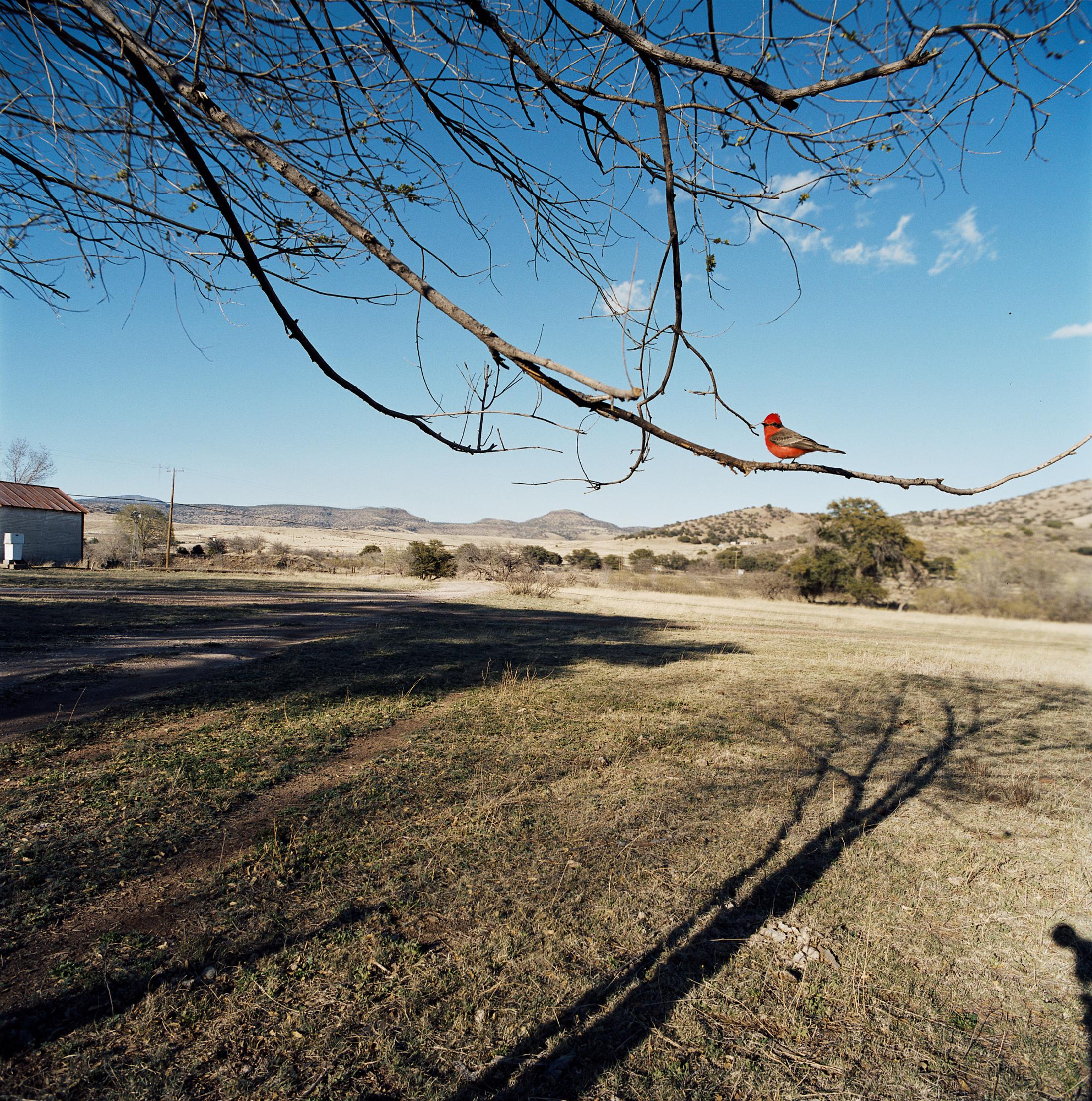 Jean-Luc Mylayne «N° 301, Mars Avril 2005» (123 x 123 cm) at Aargauer Kunsthaus, Aarau / Collection Mylène et Jean-Luc Mylayne / © Jean-Luc Mylayne / Courtesy: Mylène & Jean-Luc Mylayne; Gladstone Gallery, New York, Bruxelles; Sprüth Magers, Berlin, London, Los Angeles