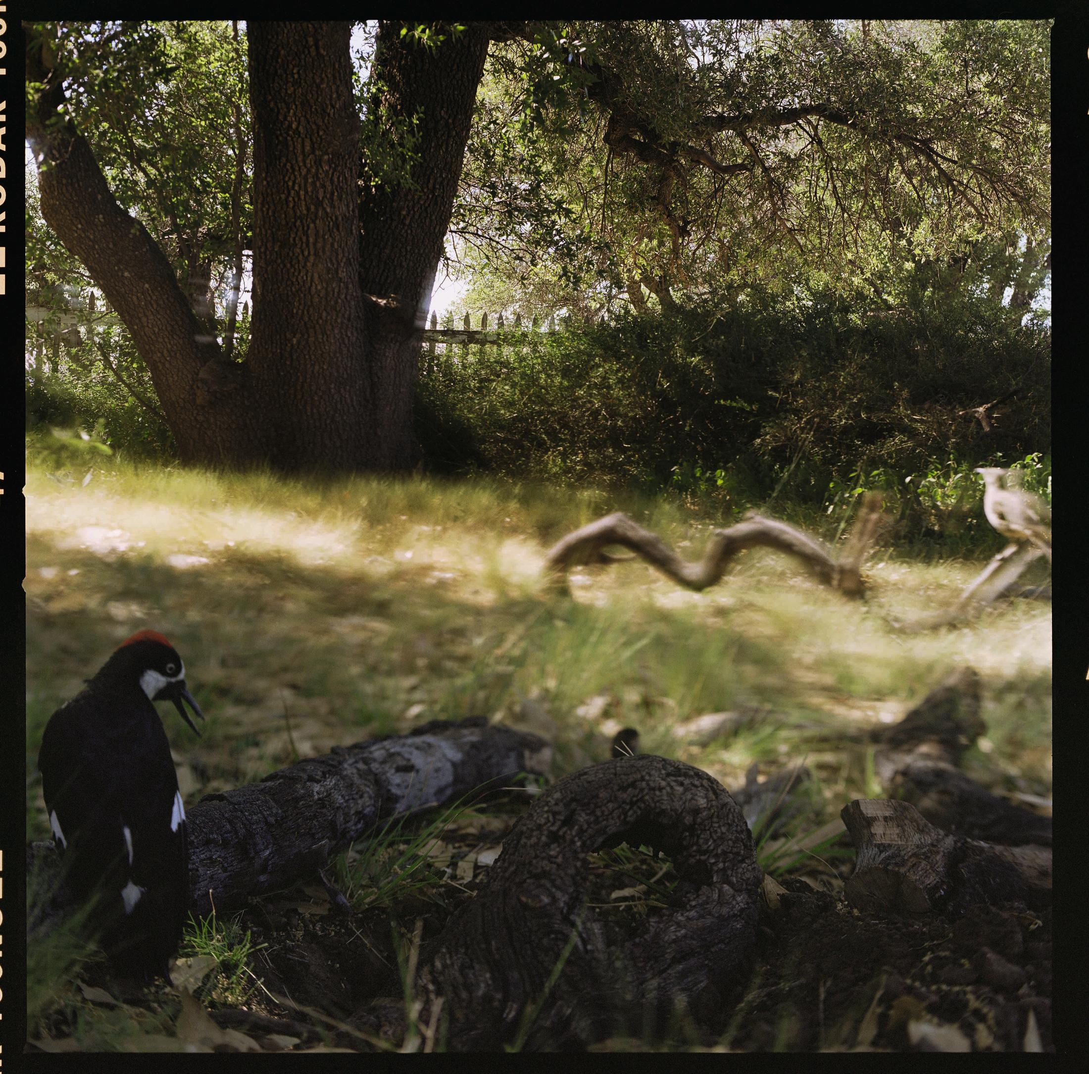 Jean-Luc Mylayne «N° 337, Avril Mai 2005» (153 x 153 cm) at Aargauer Kunsthaus, Aarau / Collection Mylène et Jean-Luc Mylayne / © Jean-Luc Mylayne / Courtesy: Mylène & Jean-Luc Mylayne; Gladstone Gallery, New York, Bruxelles; Sprüth Magers, Berlin, London, Los Angeles